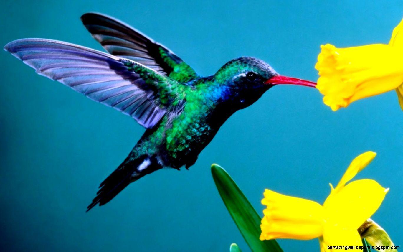 1368x855 Hummingbirds HD Wallpaper New Wallpapernew Wallpaper Hummingbird HD Wallpaper