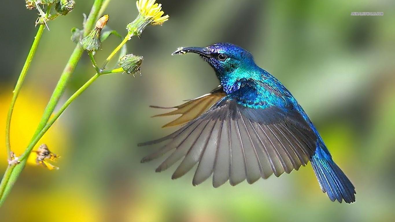 1366x768 Hummingbird Wallpaper