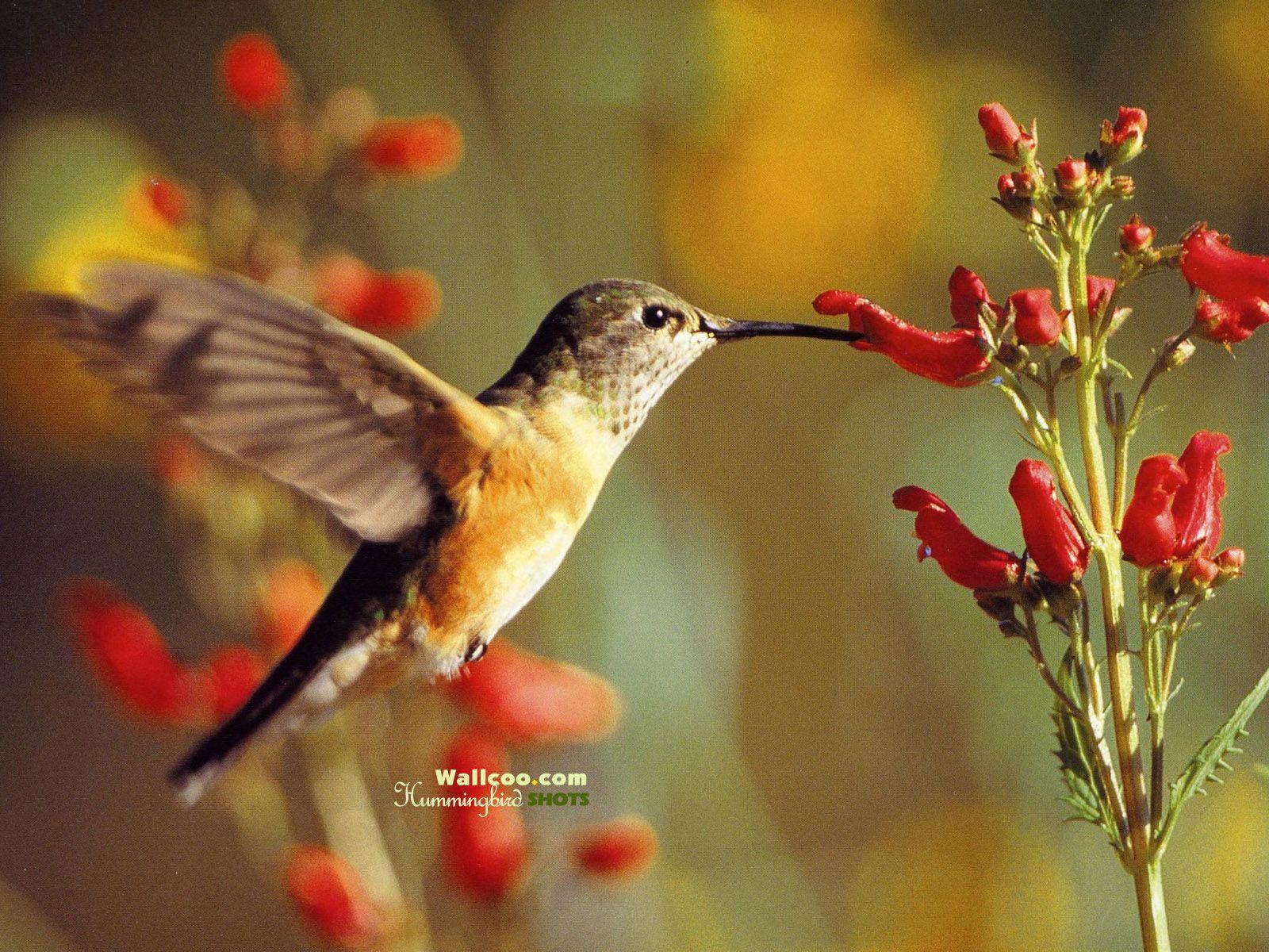 1600x1200 Hummingbird and flowers hummingbirds Wallpaper 1600x1200 NO.16 Desktop Wallpaper