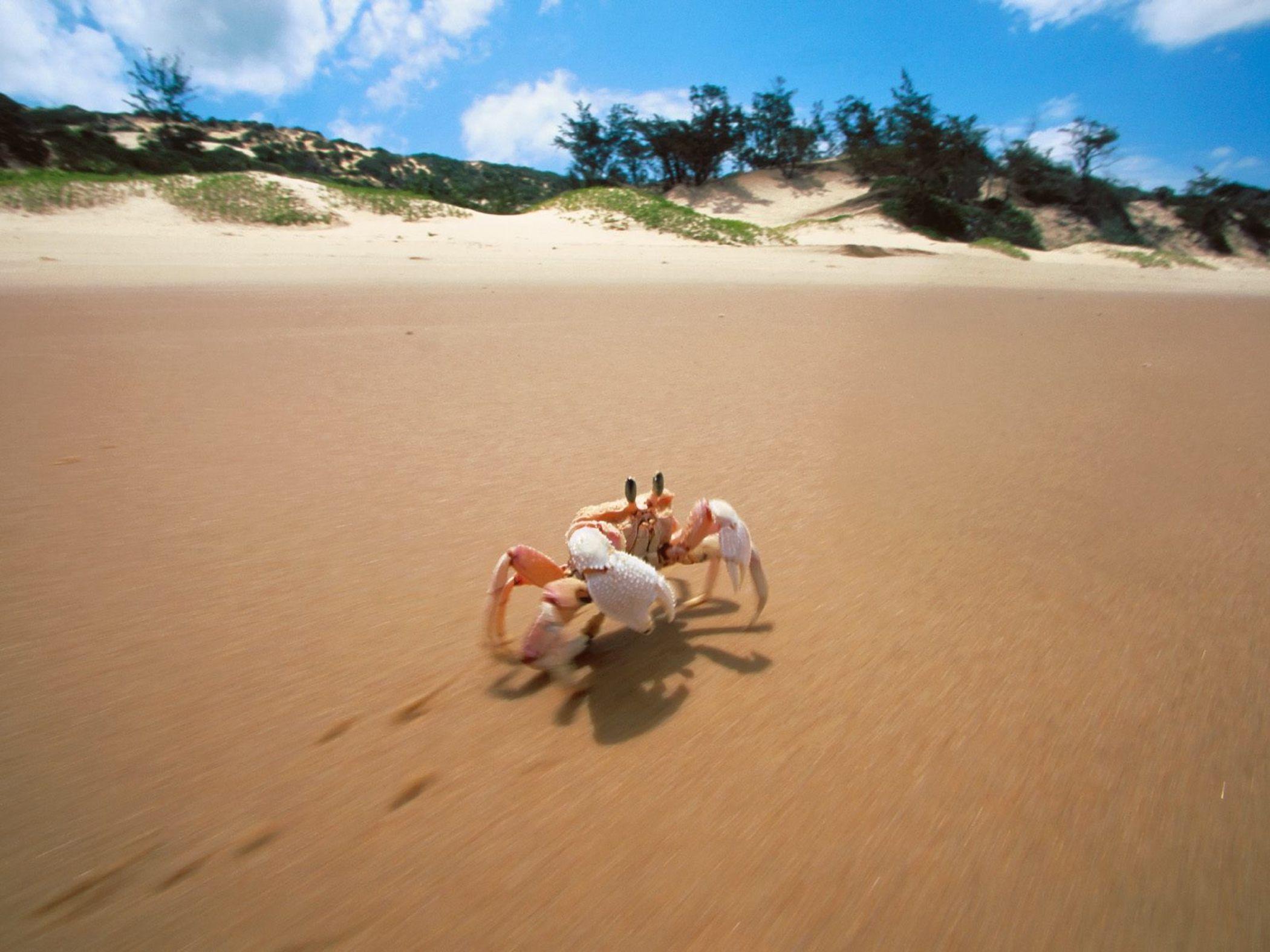 2100x1575 Crab Bazaruto Island Mozambique Wallpaper