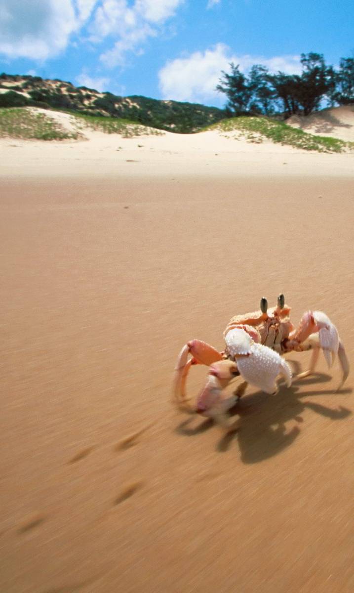 717x1200 Crab In Mozambique wallpaper