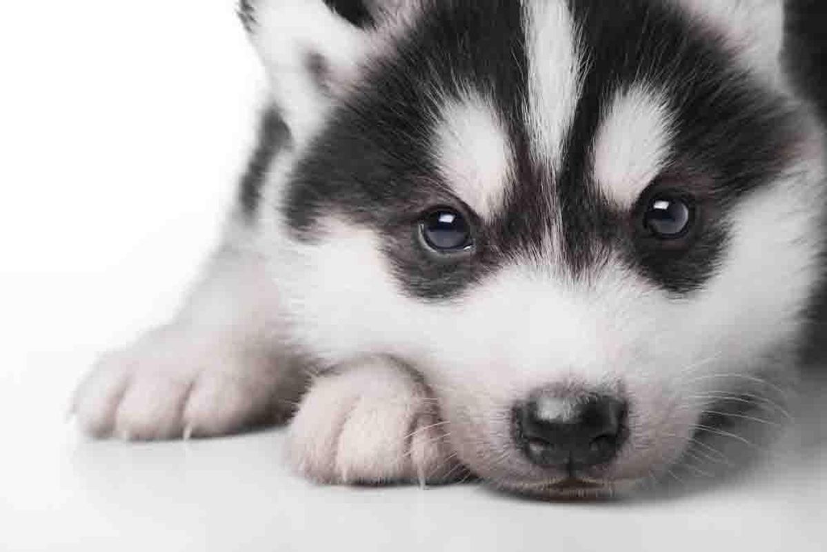 1199x800 K63ZS29 Husky Puppy Wallpaper 1199x800 px