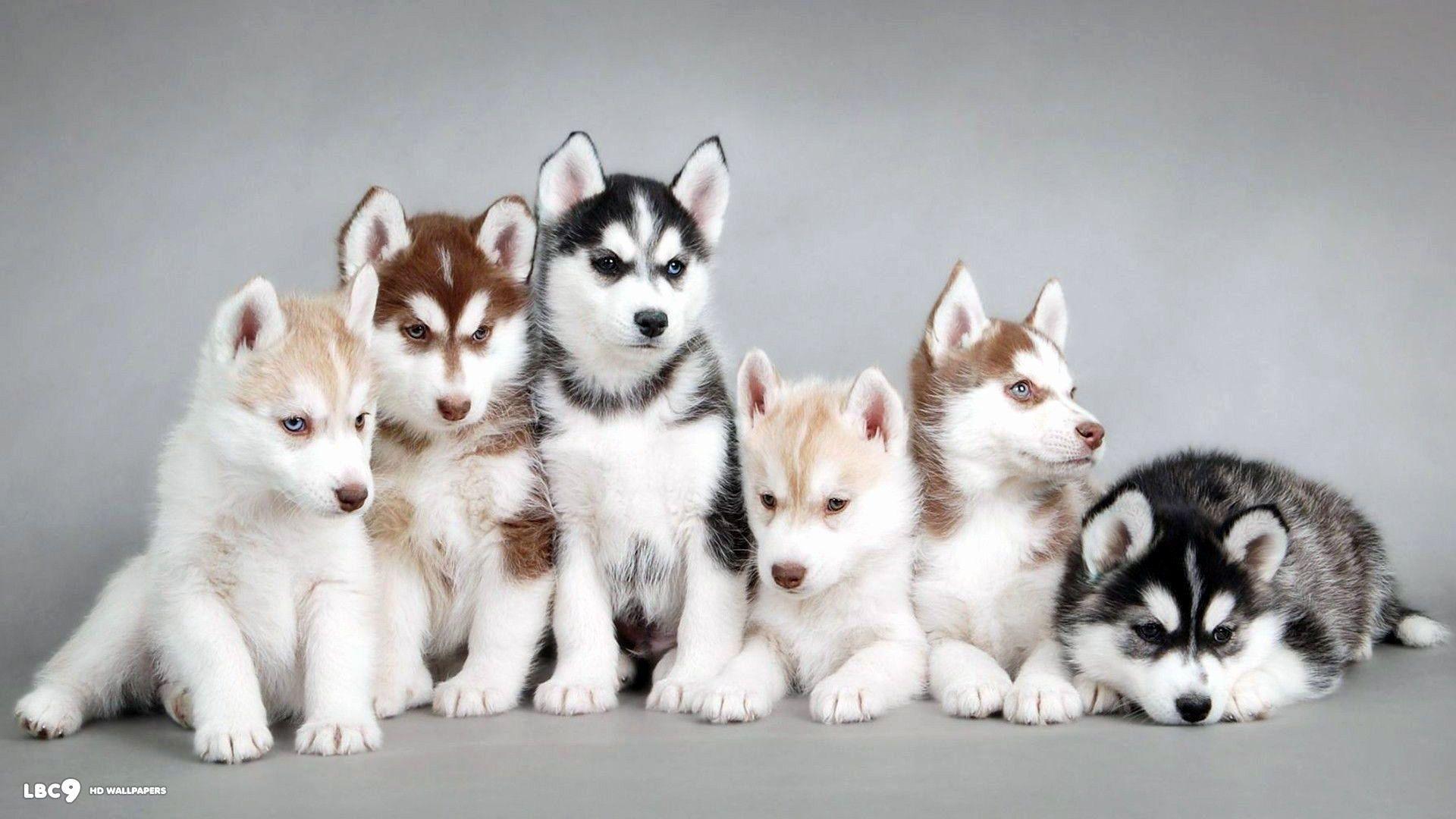 1920x1080 Husky Puppy Wallpaper Best Of Siberian Husky Wallpaper Of the Day of The Hudson