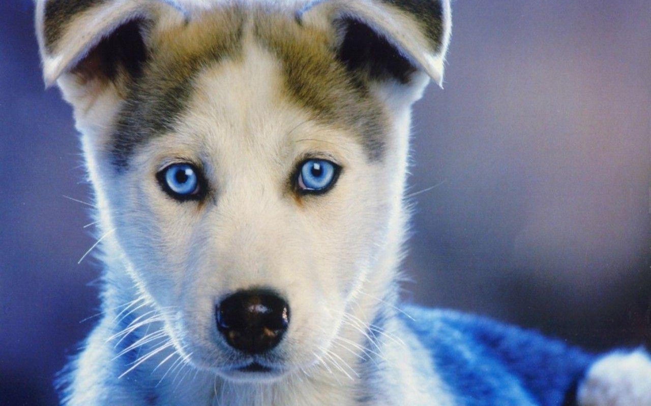 1280x800 Siberian Husky Puppies Wallpaper