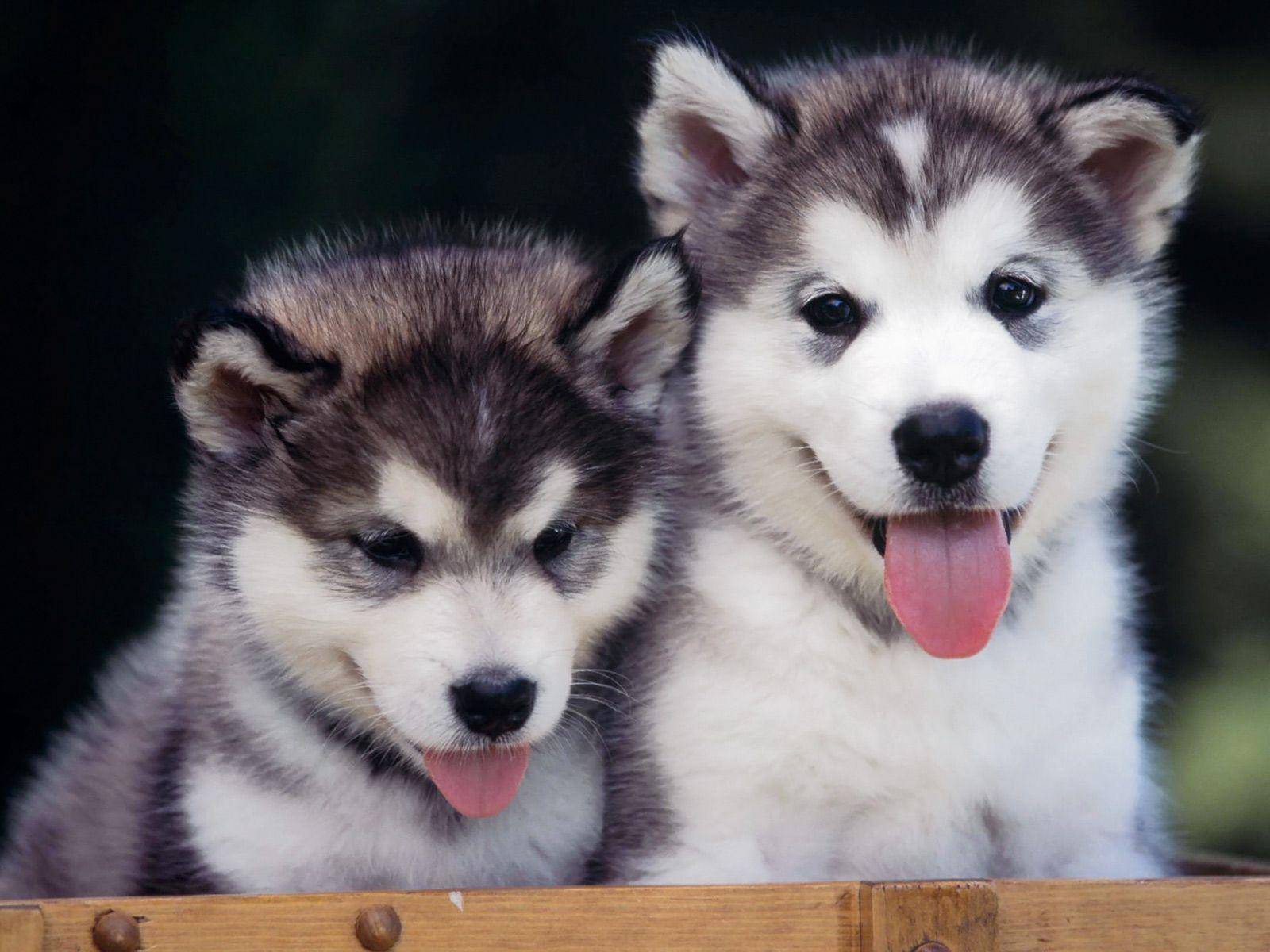 1600x1200 Siberian Husky puppies photo and wallpaper. Beautiful Siberian Husky puppies picture
