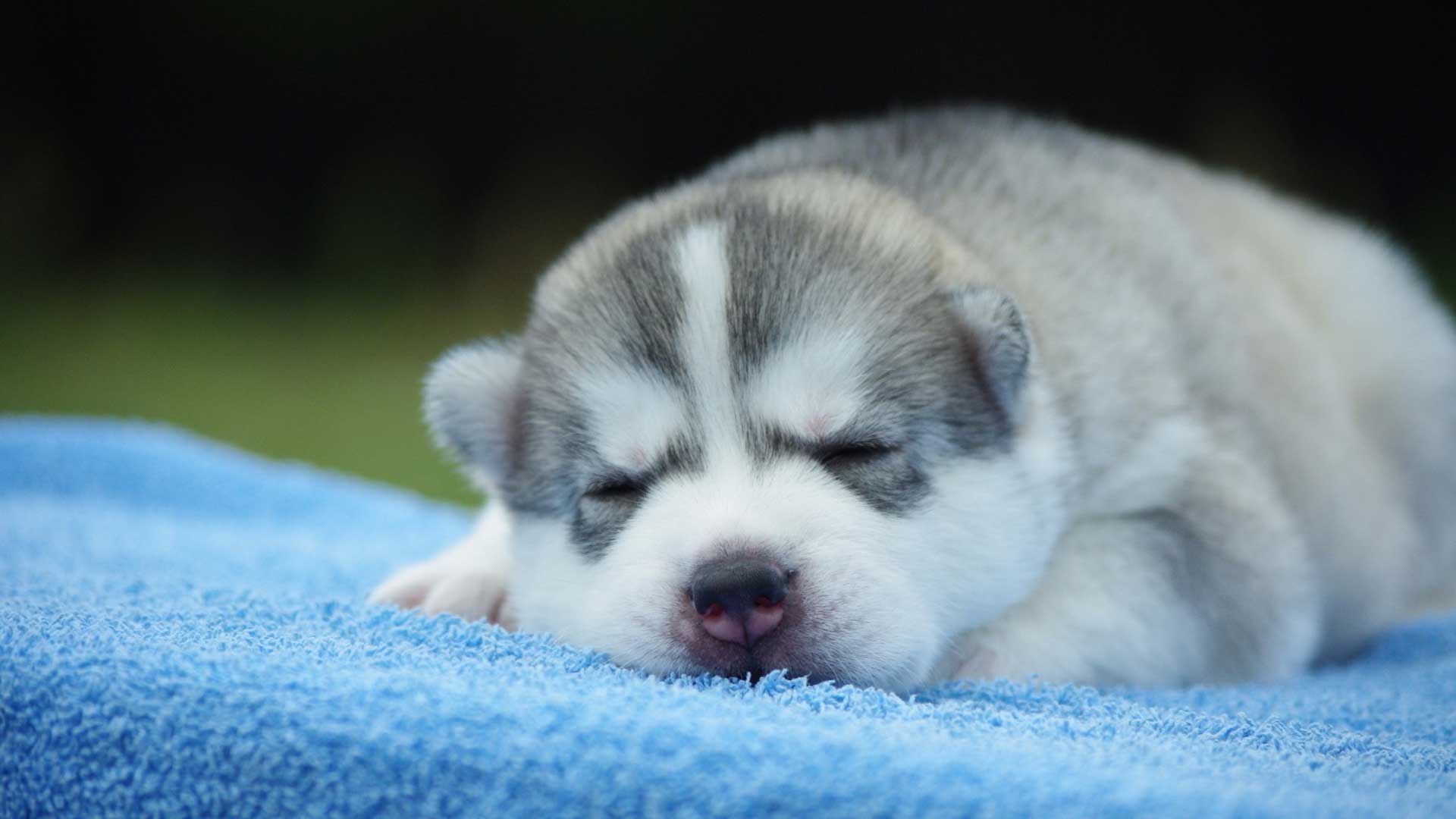 1920x1080 Puppy Wallpaper Free Cute Husky Puppy Background HD Wallpaper