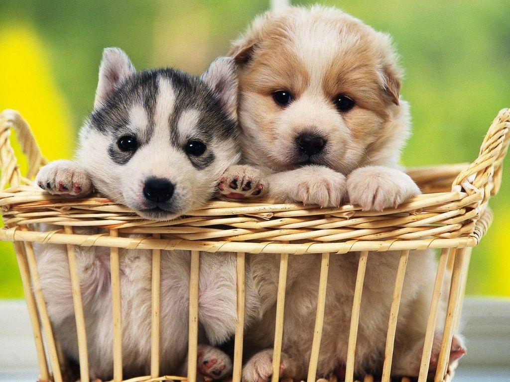 1024x768 Husky Puppies Wallpaper Free 38 Desktop Background Wallpaper