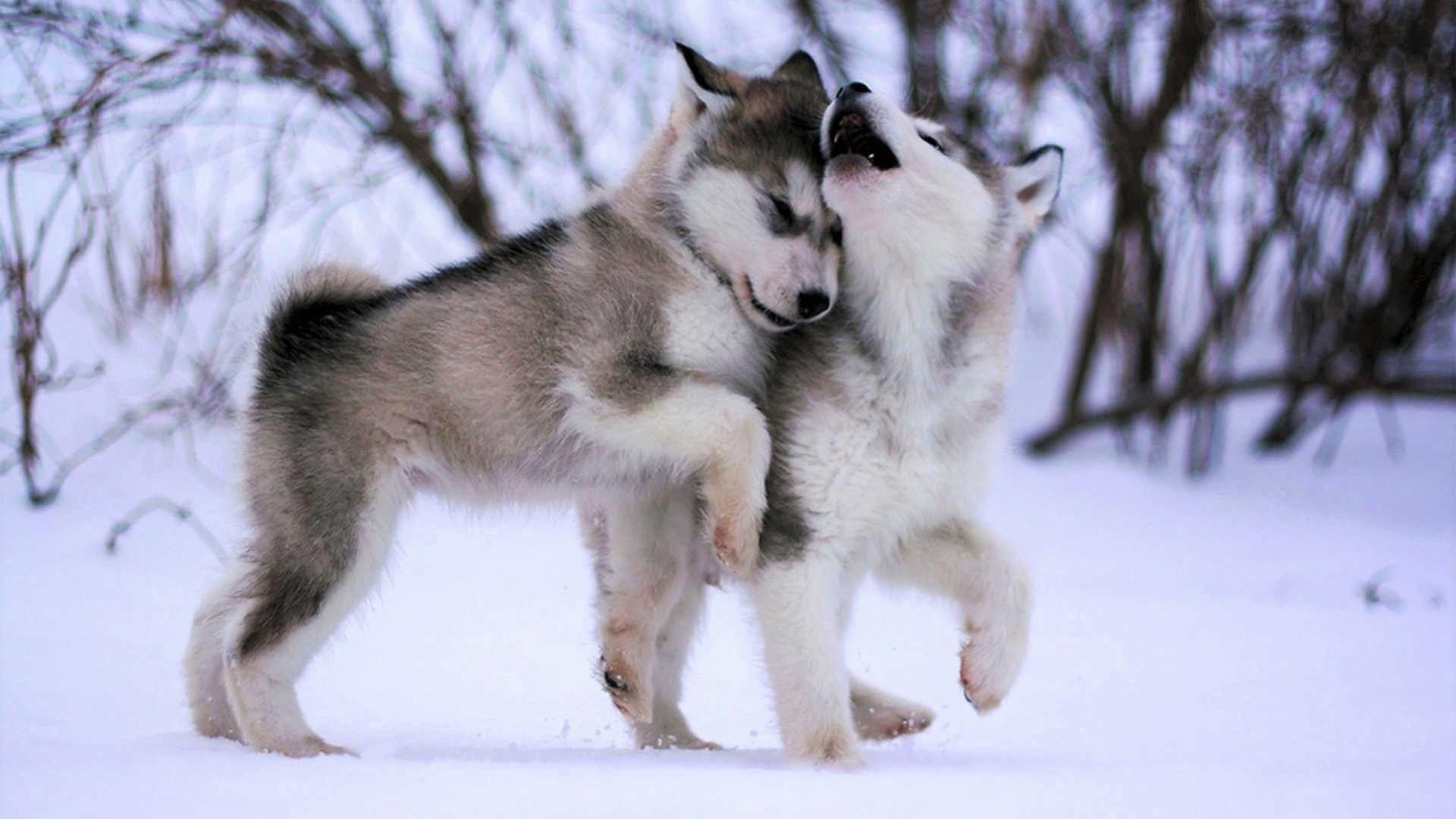1920x1080 Husky Puppy Wallpaper for Android