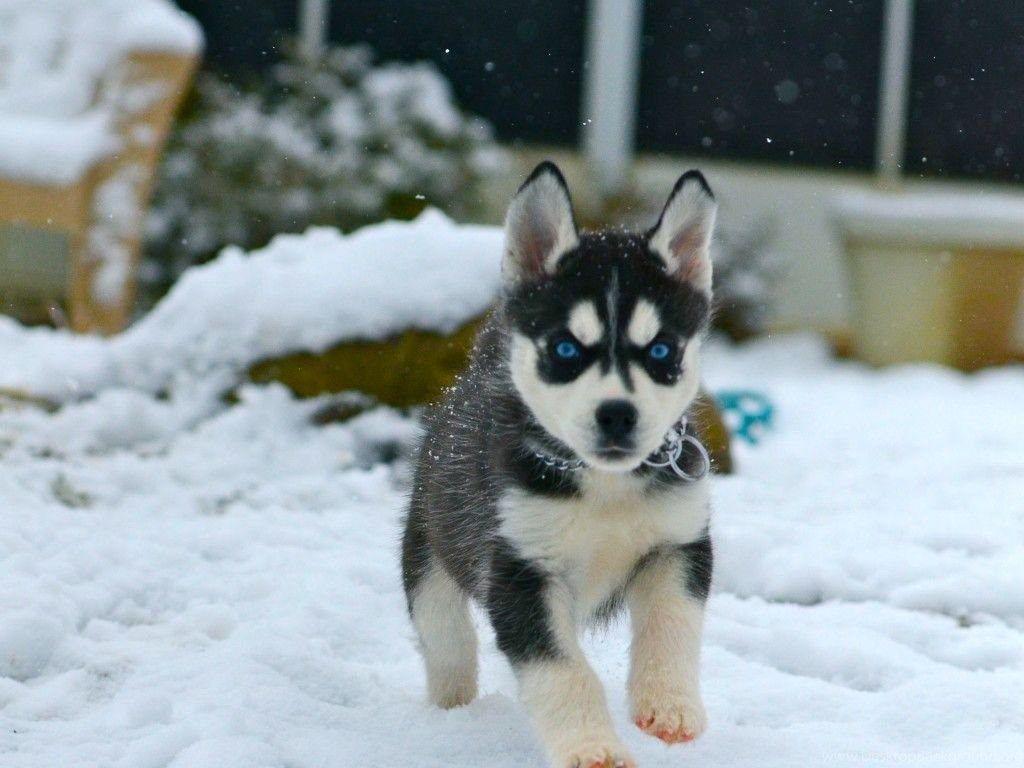 1024x768 Gallery Of Cute Siberian Husky Puppies Wallpaper PowerballForLife Desktop Background