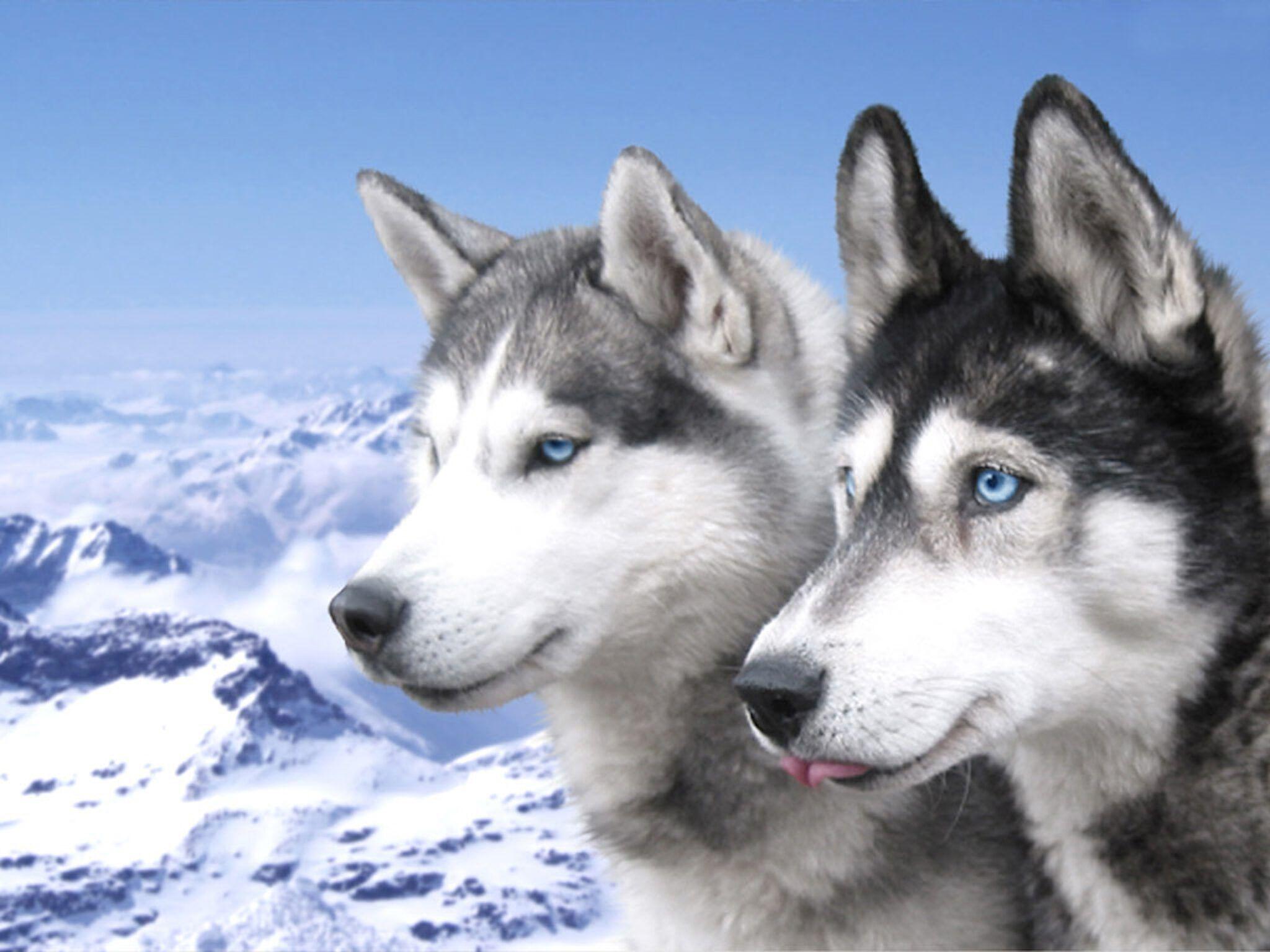 2048x1536 Siberian Husky Puppies Wallpaper HD Wallpaper