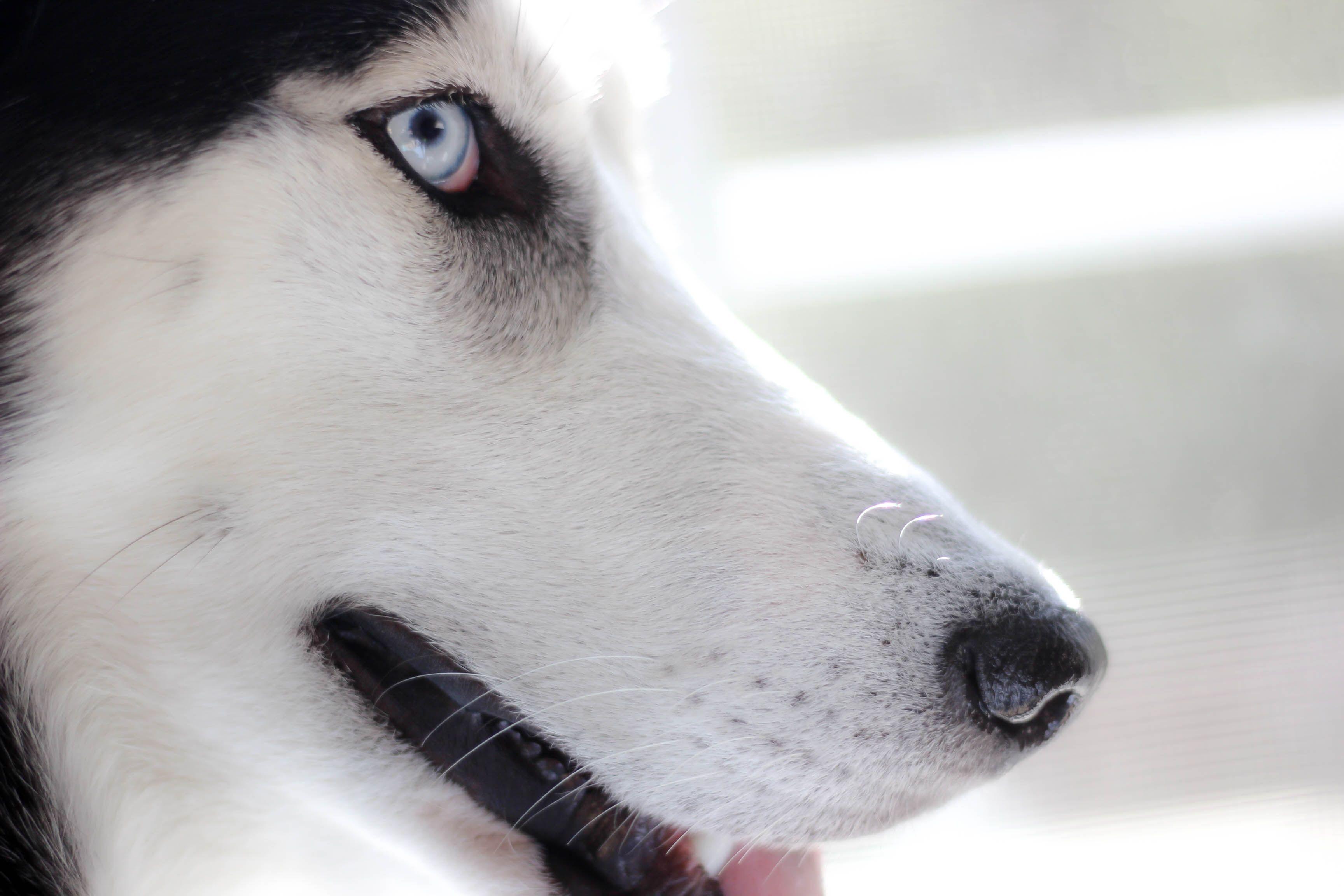 3456x2304 Siberian Husky Wallpaper HD