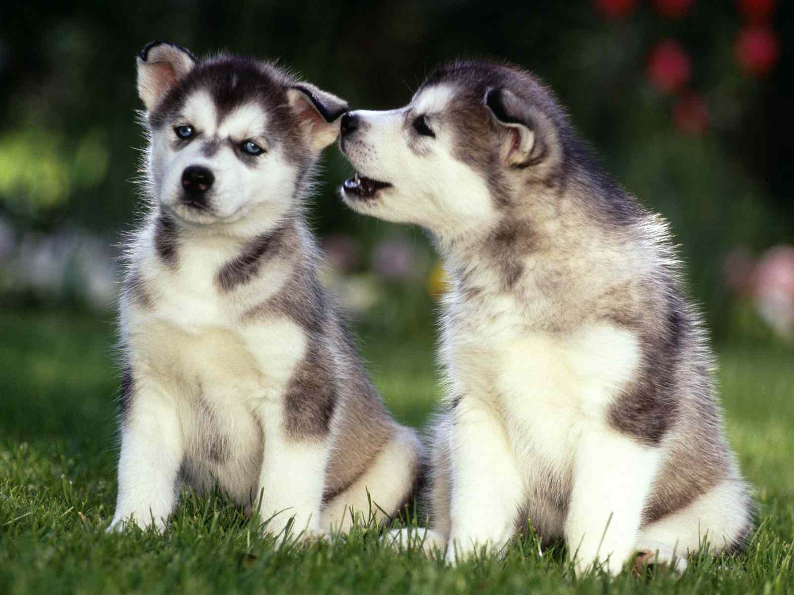 1600x1200 Desktop HD husky puppies wallpaper