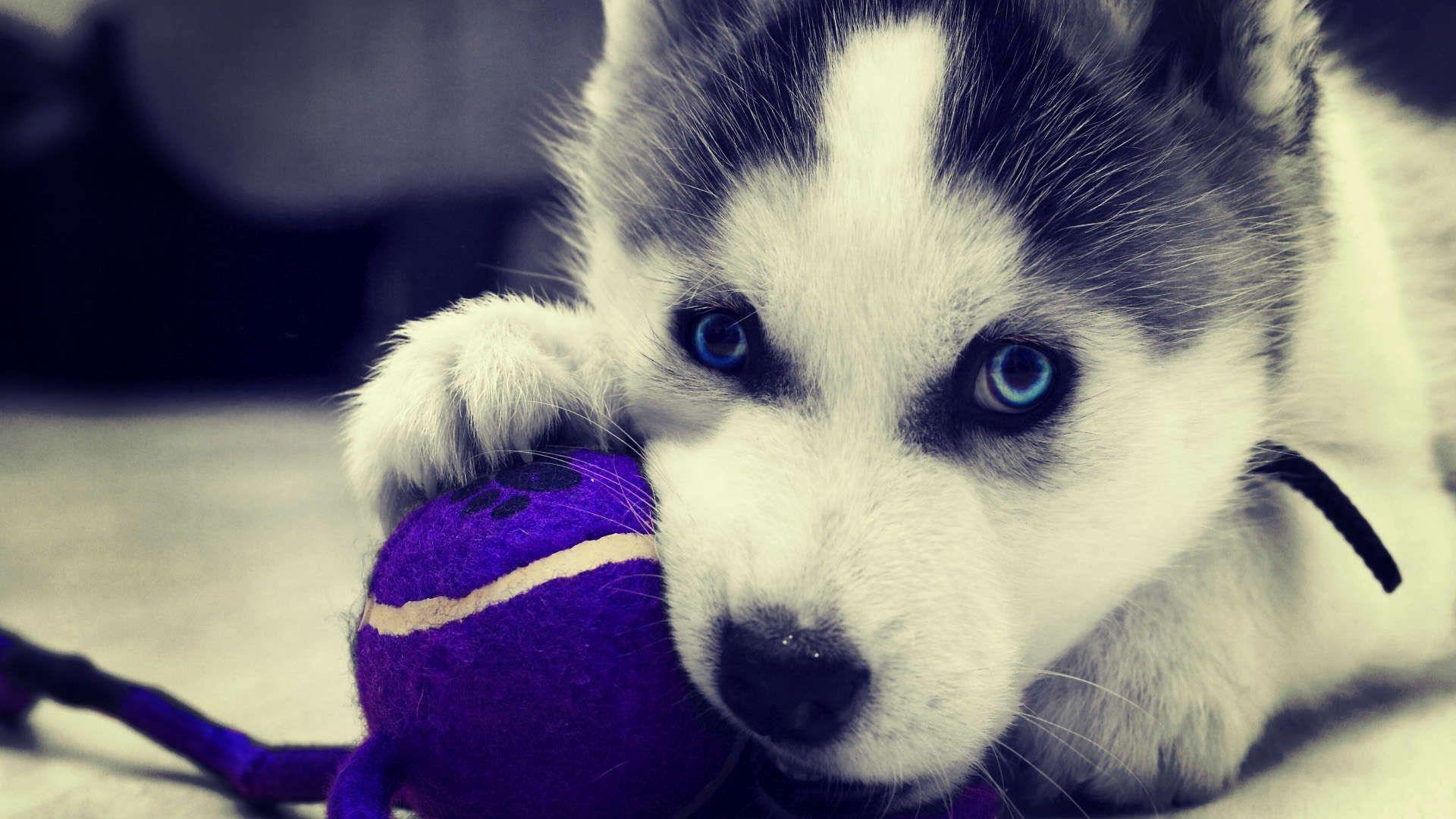 1920x1080 Elegant Husky Puppy Wallpaper This Year of The Hudson