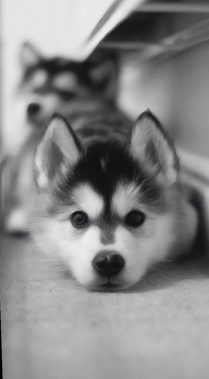 704x1273 Cute Dogs Wallpaper iPhone #cuteteacuppuppies Cute Dogs Wallpaper iPhone. Cute dog wallpaper, Cute husky puppies, Cute puppy wallpaper
