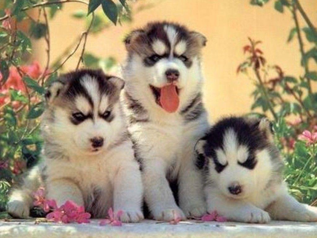 1024x768 Download Husky Puppy Wallpaper For iPhone h7h
