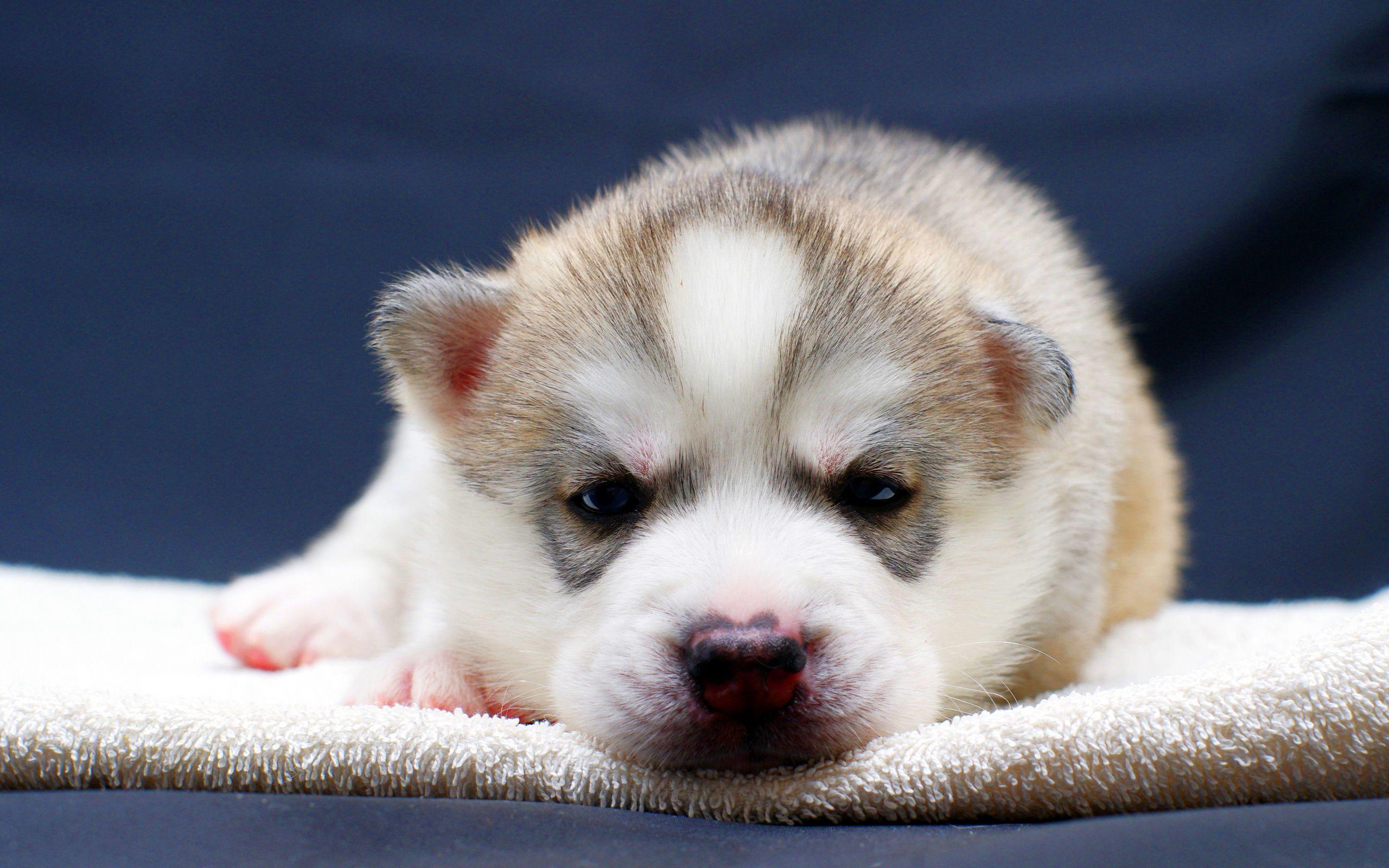 2560x1600 Best Husky HD Wallpaper