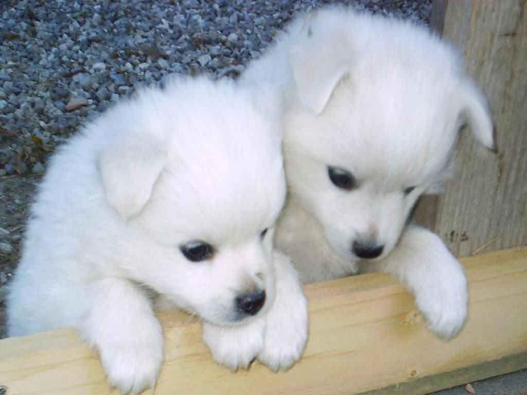 1024x768 Cute Husky Puppies Wallpaper 8207 HD Wallpaper 1261 - Huskies Dogs HD Wallpaper