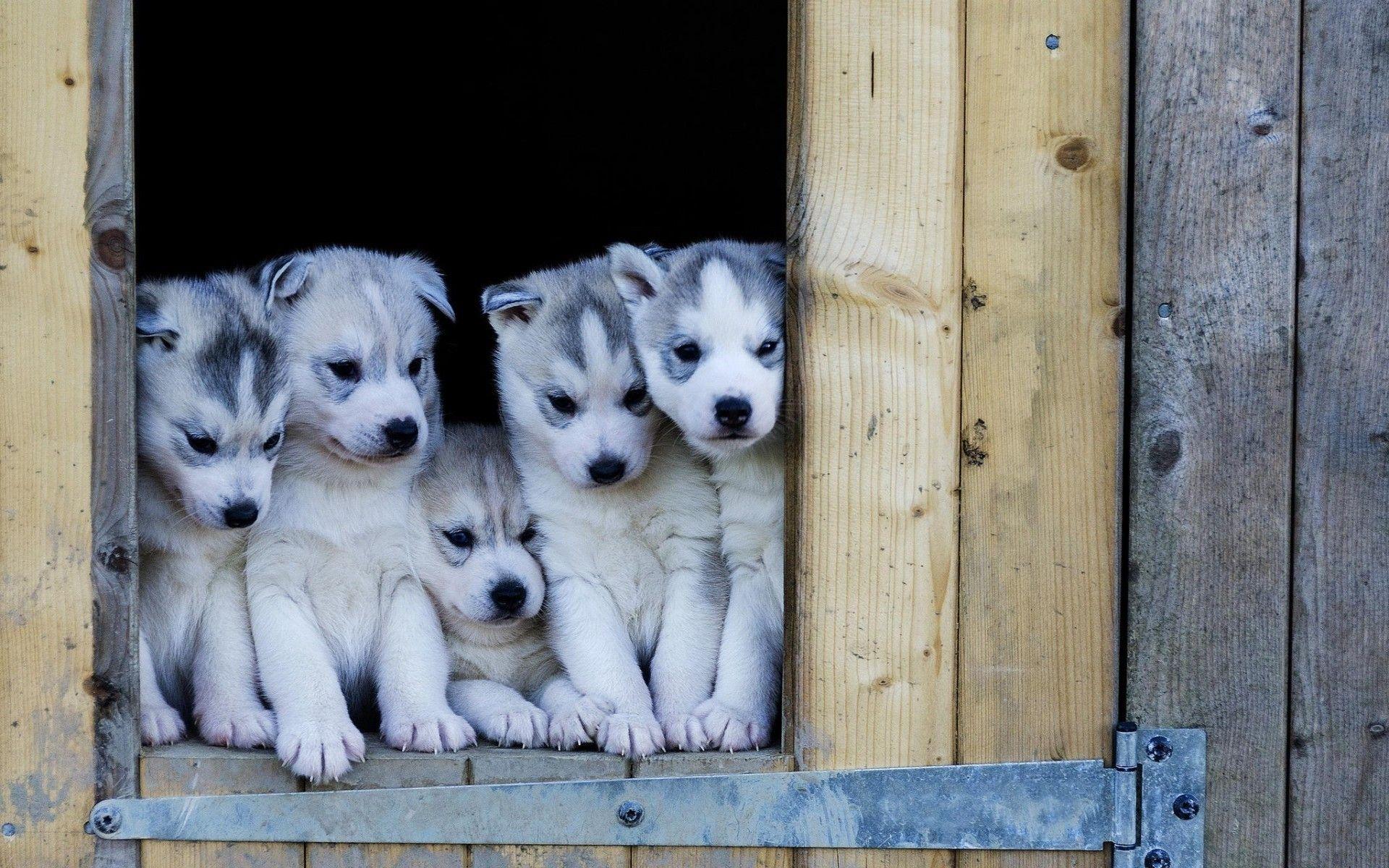 1920x1200 Dogs Wood Wooden Puppy Husky Husky Puppies Cute Gorgeous Husky Puppy HD