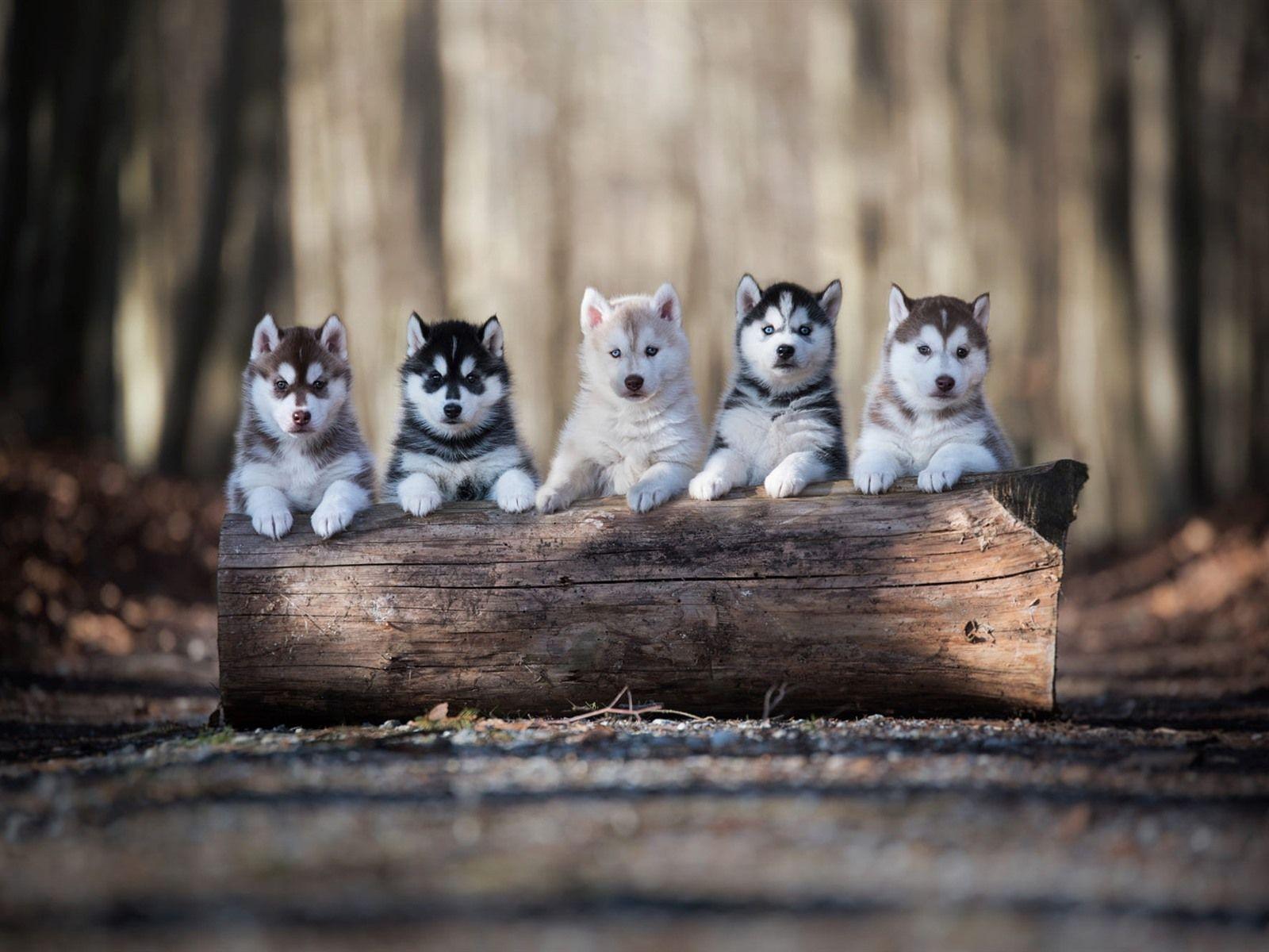 1600x1200 Wallpaper Five husky puppies 1920x1200 HD Picture, Image