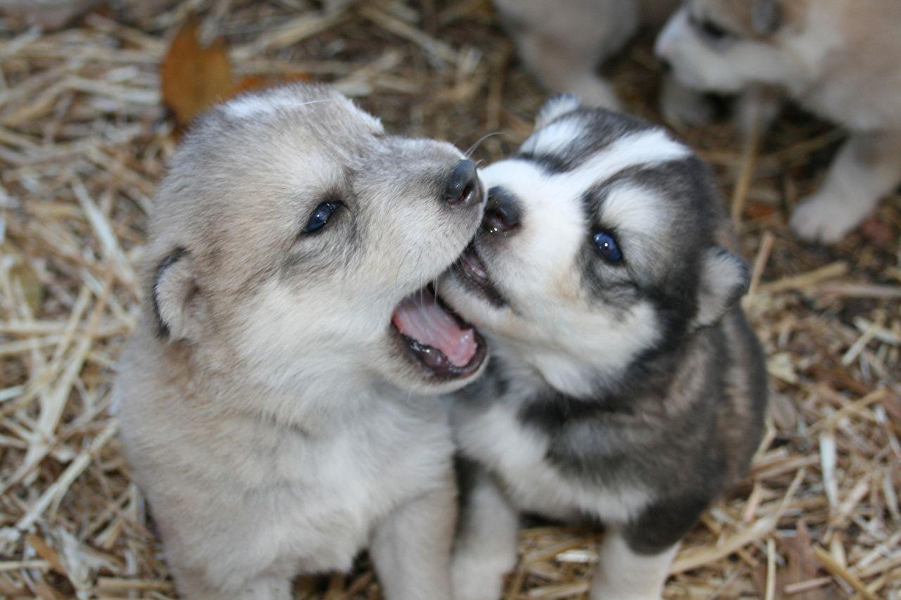 1280x853 Desktop Wallpaper Husky Puppy Alaskan Malamute dog Animals