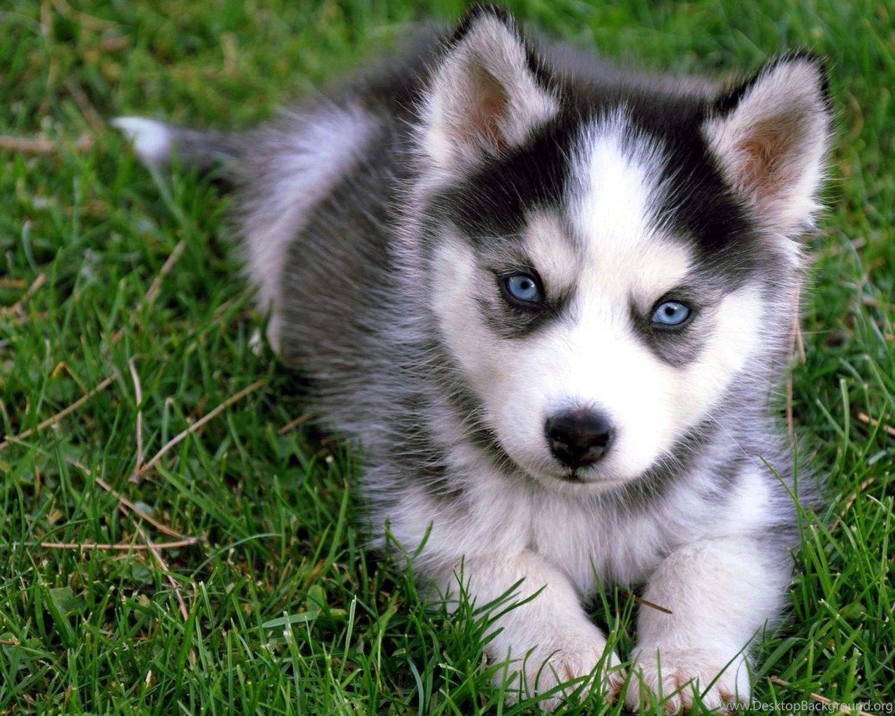 1280x1024 Cute Husky Puppy Wallpaper. Desktop Background