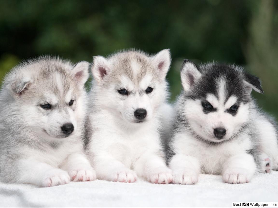 1152x864 Three Husky Puppies HD wallpaper download
