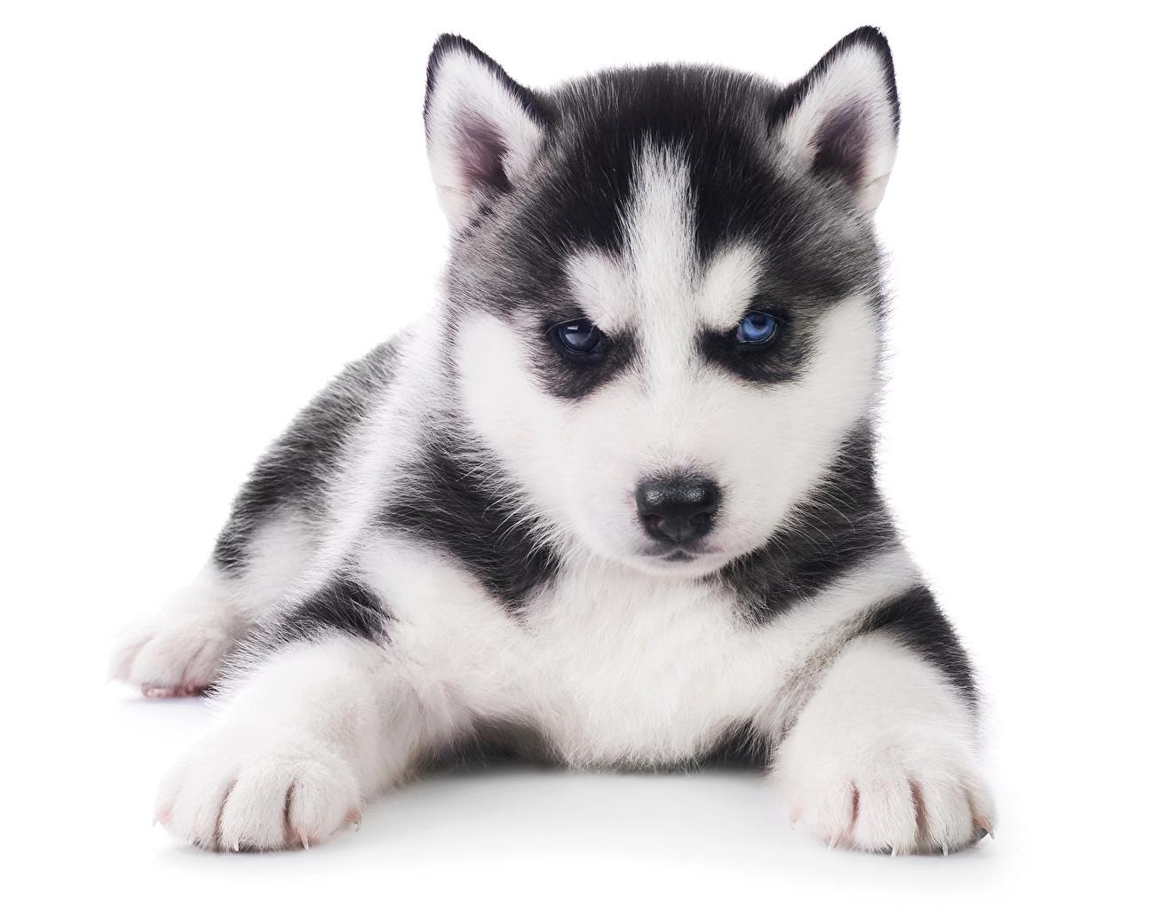 1314x1024 Husky Puppy Wallpaper