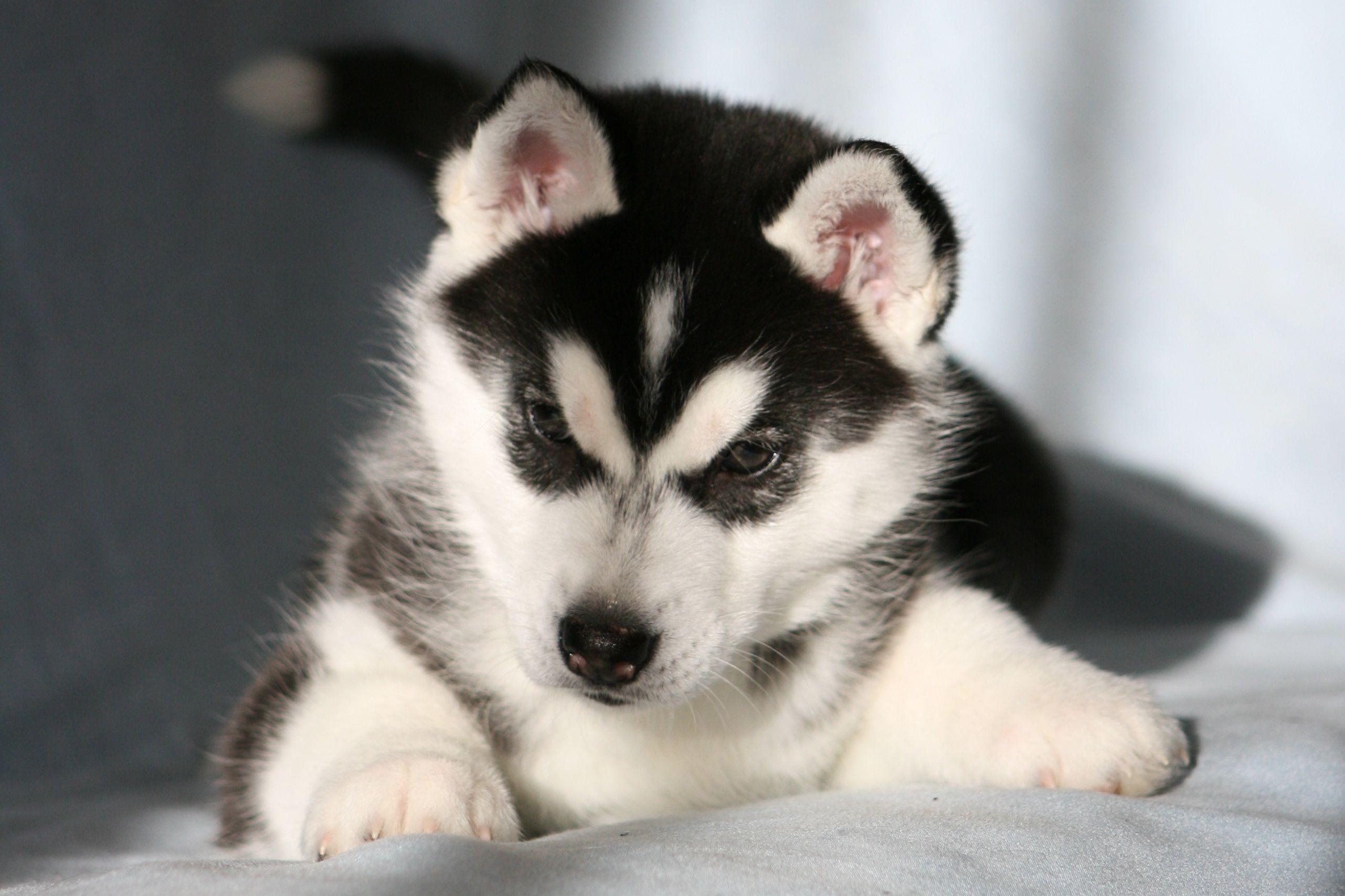 2563x1709 Free download The Puppy Siberian Husky wallpaper and image wallpaper picture [2563x1709] for your Desktop, Mobile & Tablet. Explore Husky Puppy Wallpaper. Siberian Husky Wallpaper, Husky Dog Wallpaper