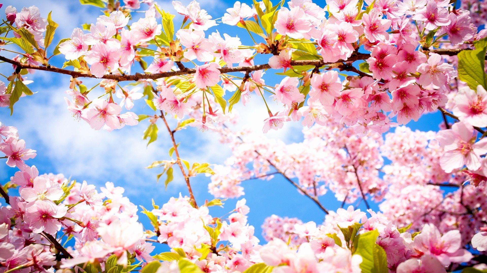 1920x1080 Cherry Blossom Wallpaper Best Of Cherry Blossom HD Wallpaper 71