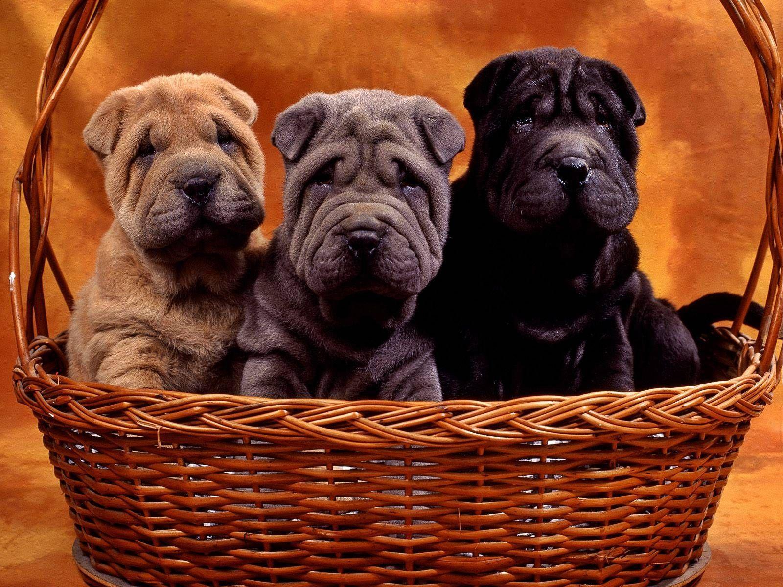 Shar Pei Wallpapers - Top Free Shar Pei Backgrounds - WallpaperAccess