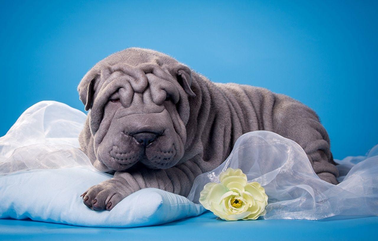 1280x816 Shar Pei Wallpaper. Junpei Iori Wallpaper, Shar Pei Wallpaper and Sharp Pei Wallpaper