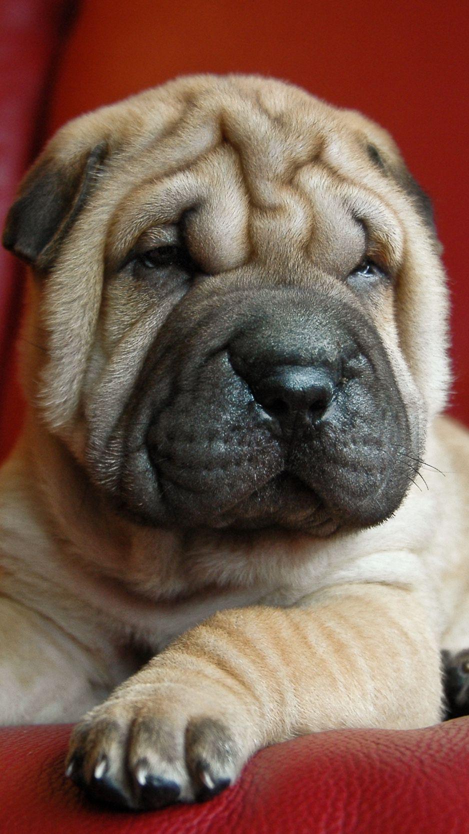 938x1668 Download Wallpaper 938x1668 Shar Pei, Puppy, Dog, Muzzle Iphone 8 7 6s 6 For Parallax HD Background