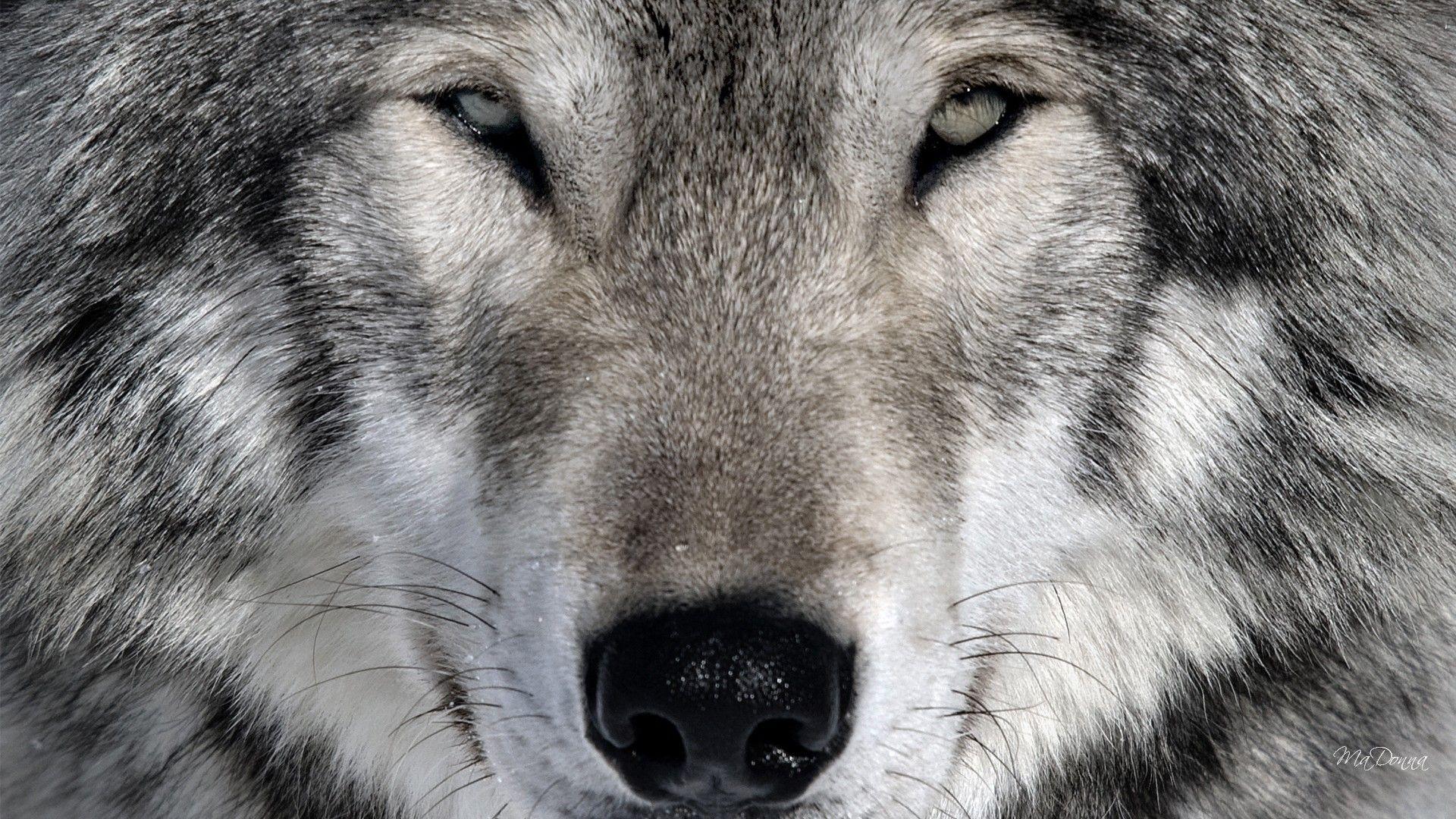 1920x1080 White Wolf