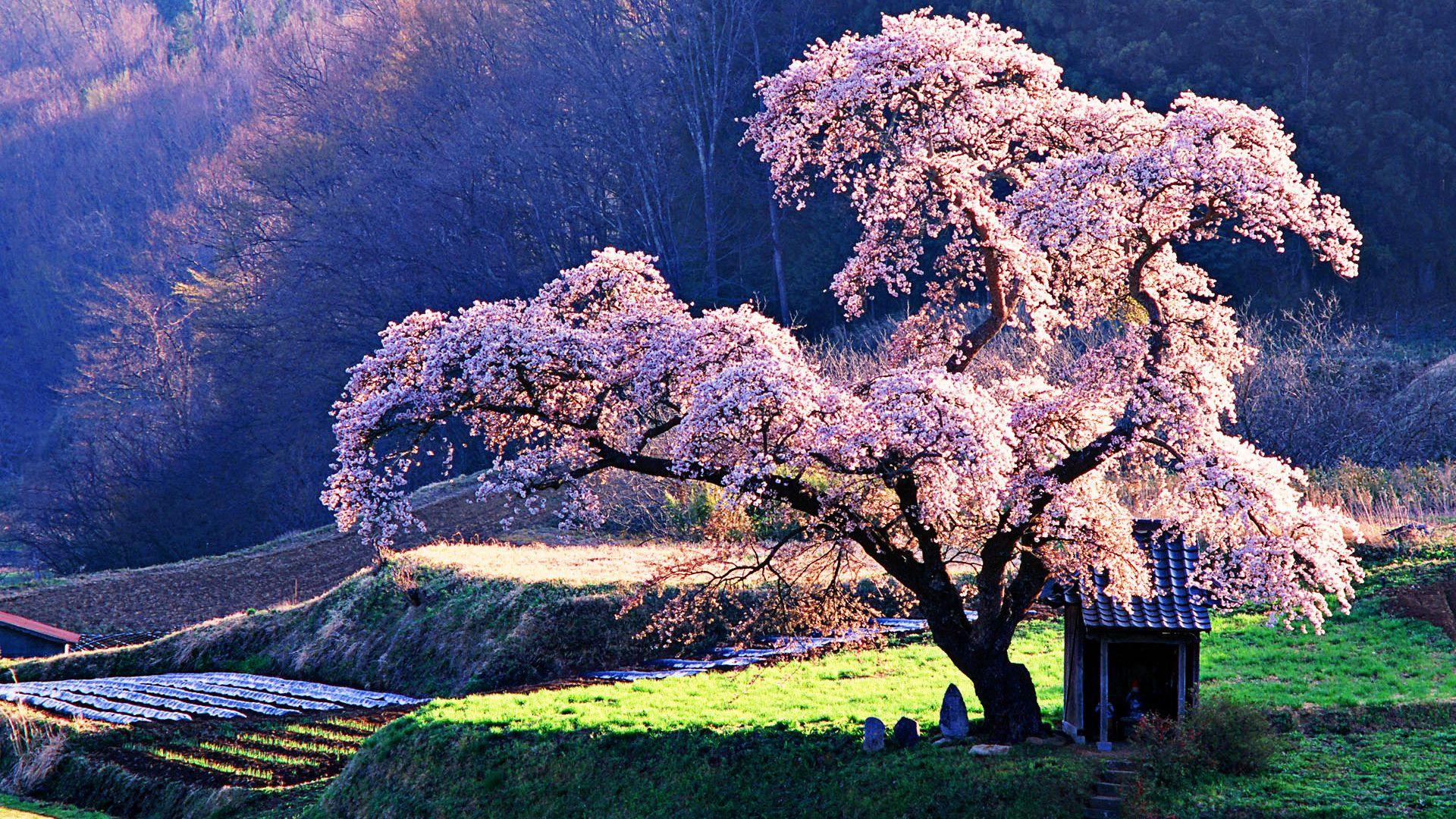1920x1080 Cherry Blossom Background