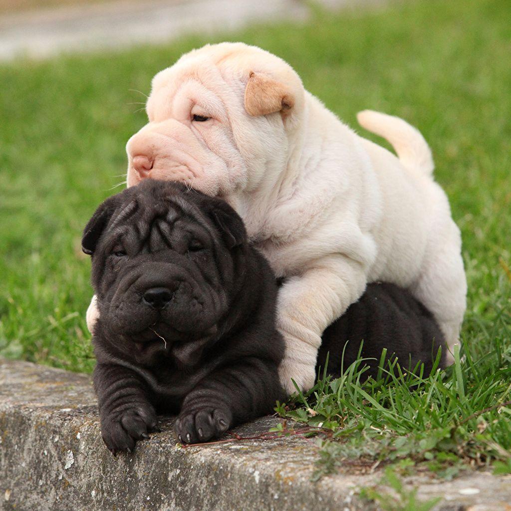 1024x1024 Desktop Wallpaper Puppy Shar Pei Dogs Two Animals