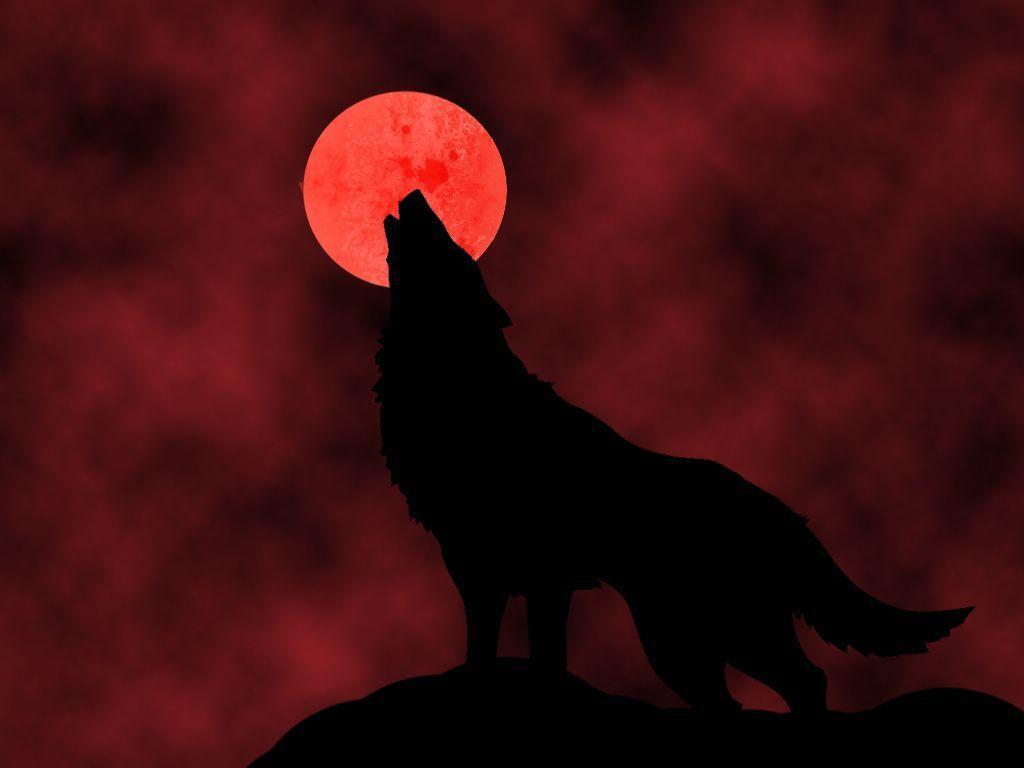 Red Wolves Wallpapers Top Free Red Wolves Backgrounds WallpaperAccess