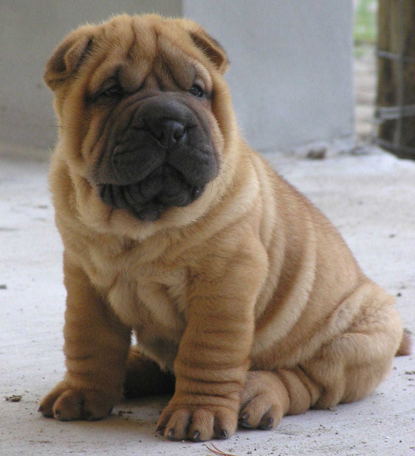 1392x1530 Nice Shar Pei dog photo and wallpaper. Beautiful Nice Shar Pei dog picture