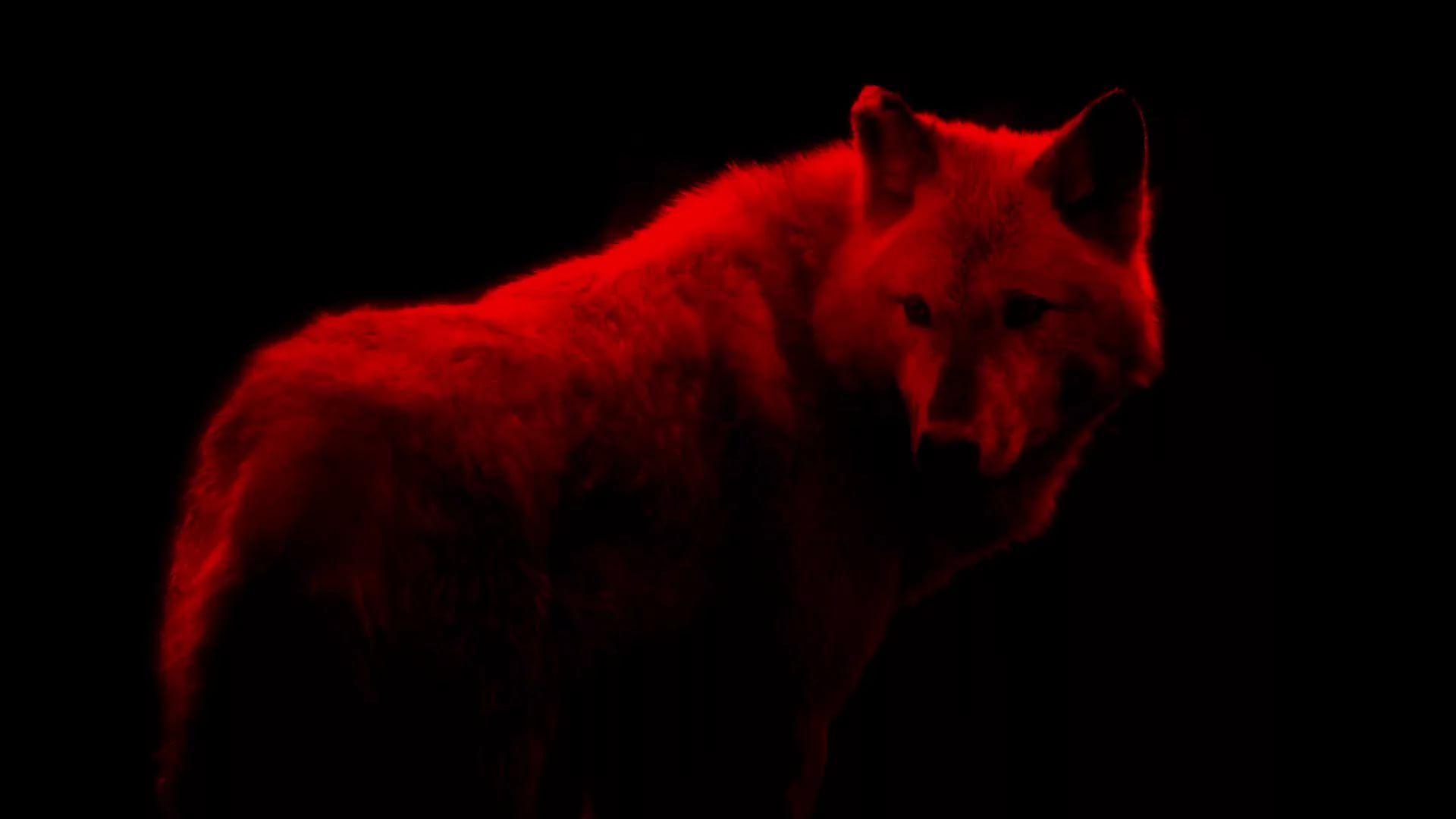 Cool Black and Red Wolf Wallpapers Top Free Cool Black and Red Wolf
