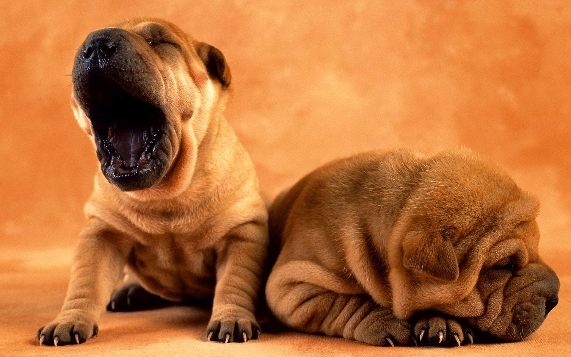1920x1200 Free download Shar Pei Wallpaper 14 1920 X 1200 stmednet [1920x1200] for your Desktop, Mobile & Tablet. Explore Shar Pei Wallpaper. Shar Pei Wallpaper