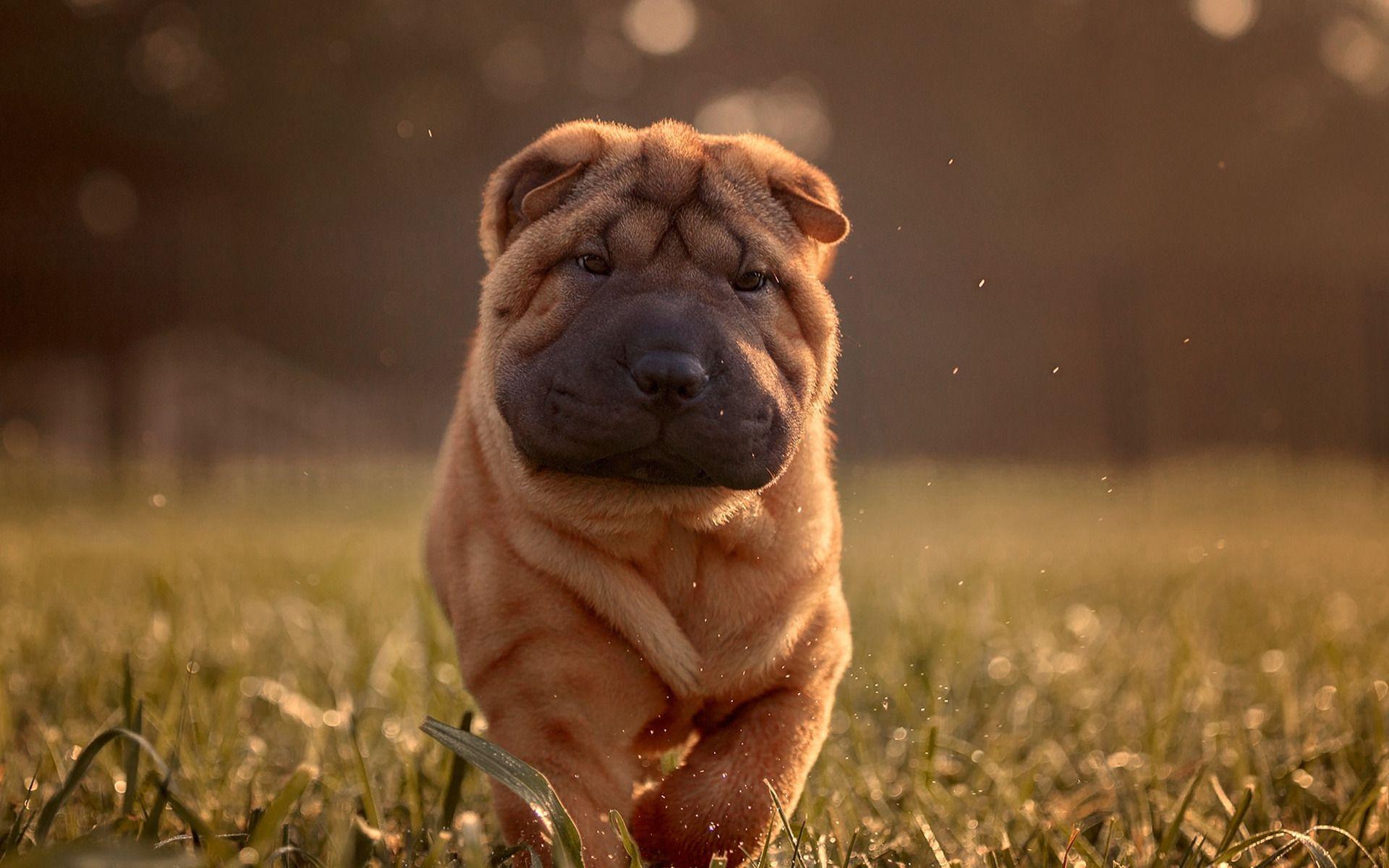 1920x1200 Download wallpaper Shar Pei, little brown puppy, evening, sunset, cute animals, pets, small dog for desktop with resolution 1920x1200. High Quality HD picture wallpaper