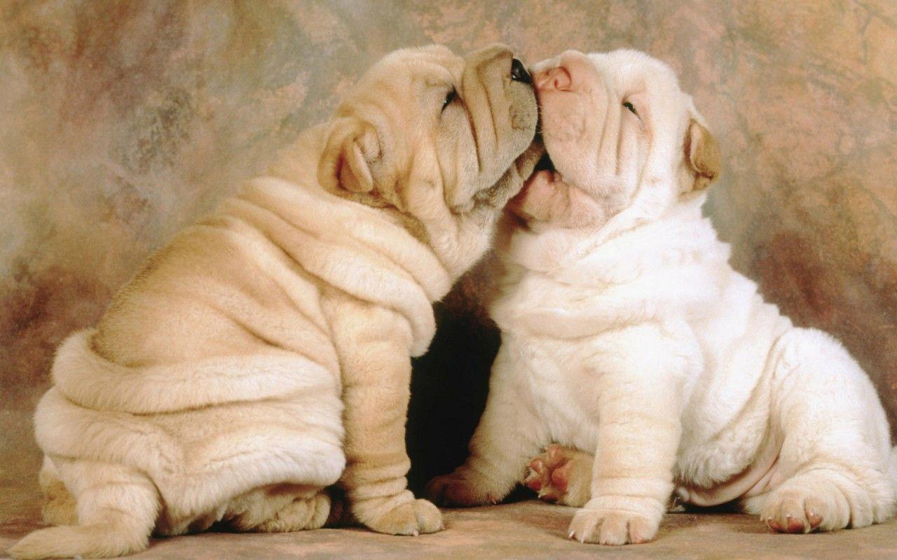 1280x800 Fat Shar Pei Puppies, animals wallpaper. Fat Shar Pei Puppies, animals