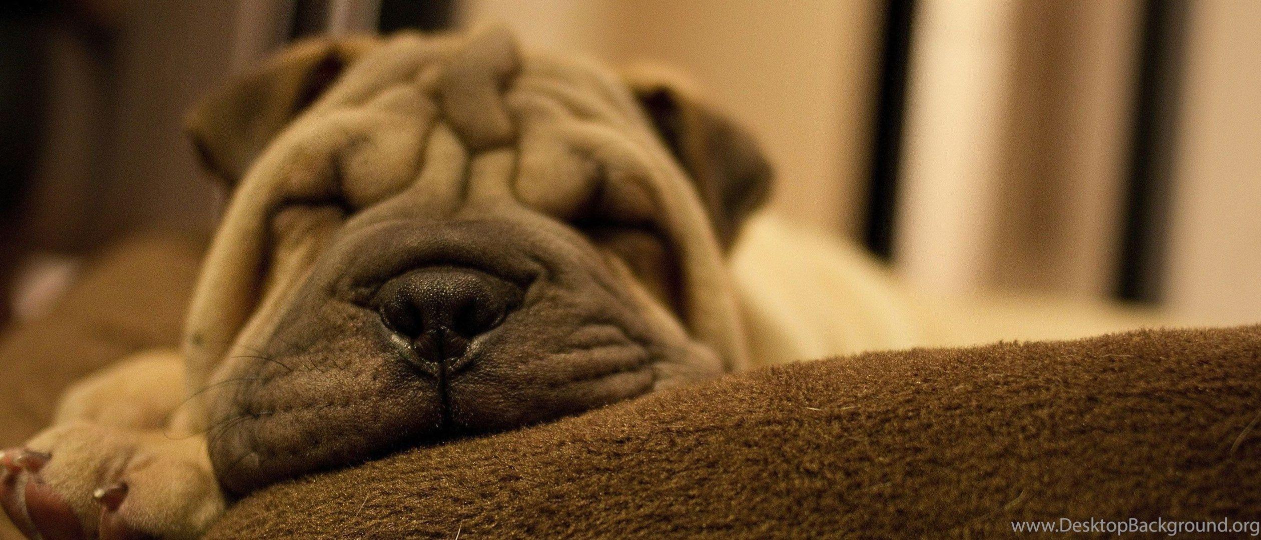 2520x1080 Sleeping Shar Pei Puppy Wallpaper Animal Wallpaper Desktop Background