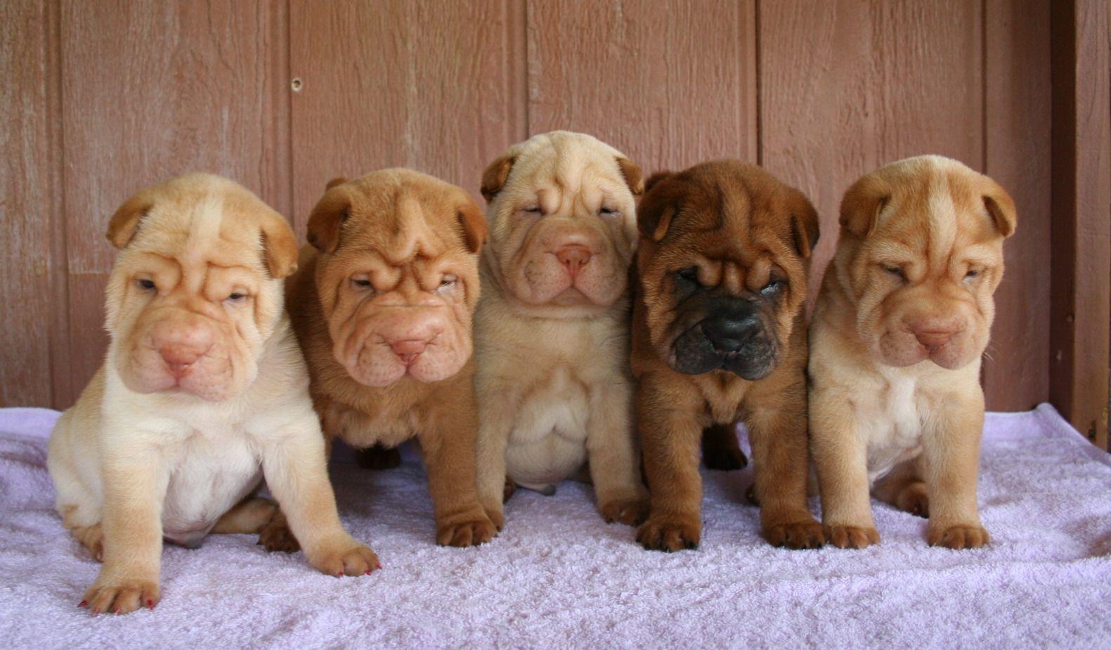 1581x925 Shar Pei dog puppies photo and wallpaper. Beautiful Shar Pei dog puppies picture