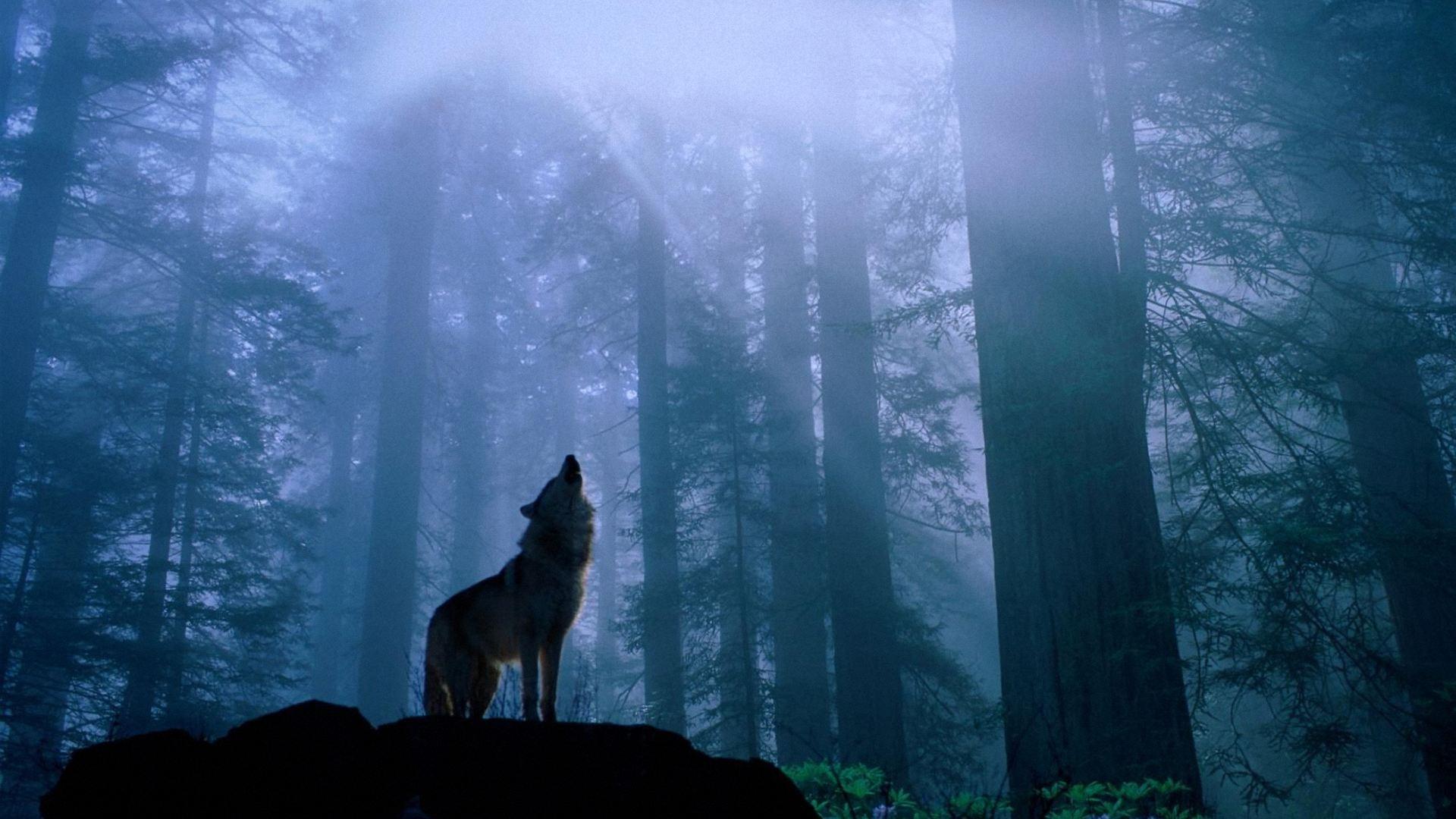 1920x1080 wolf wallpaper 66