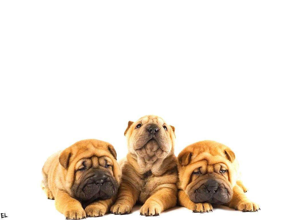 1024x768 Free download Shar Pei Wallpaper 21 1024 X 768 stmednet [1024x768] for your Desktop, Mobile & Tablet. Explore Shar Pei Wallpaper. Shar Pei Wallpaper