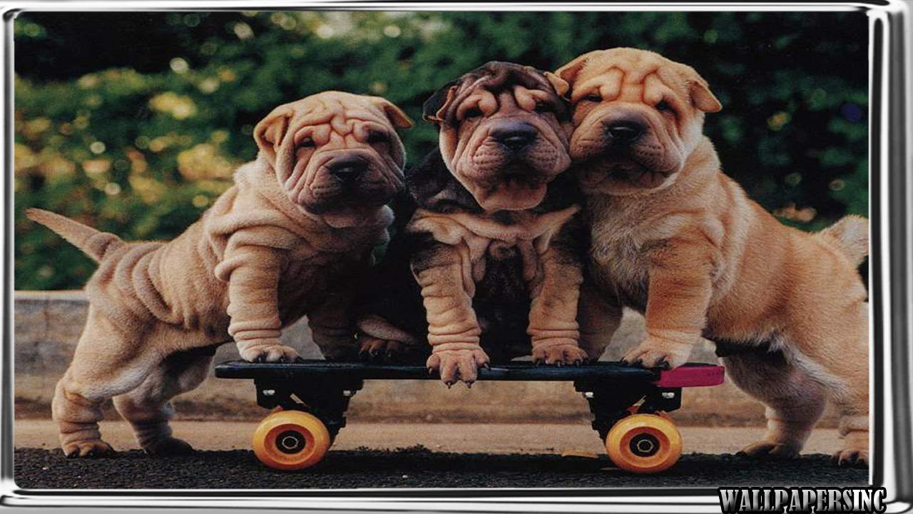 1280x720 Shar Pei Wallpaper for Android