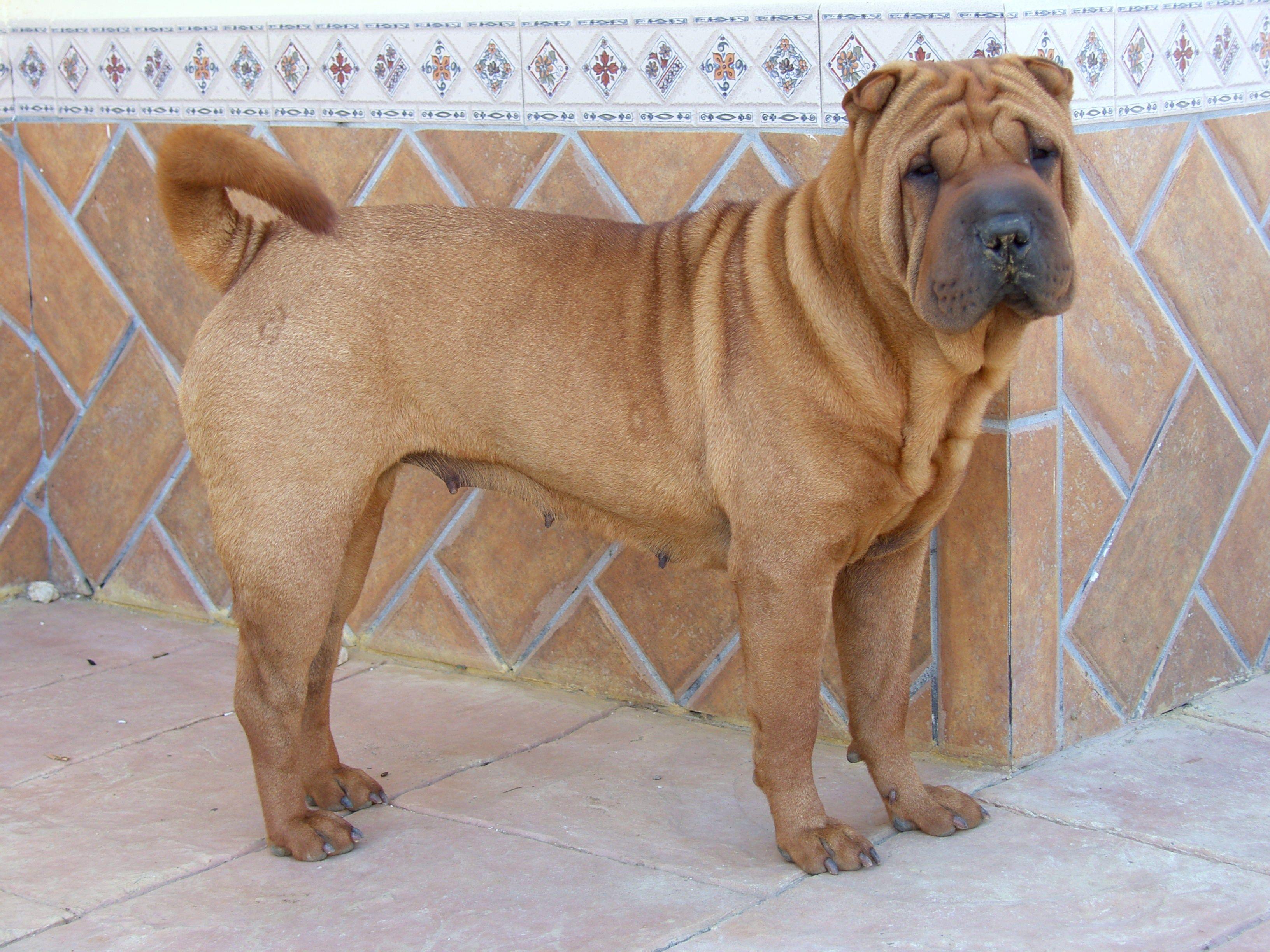 3264x2448 Shar Pei Wallpaper
