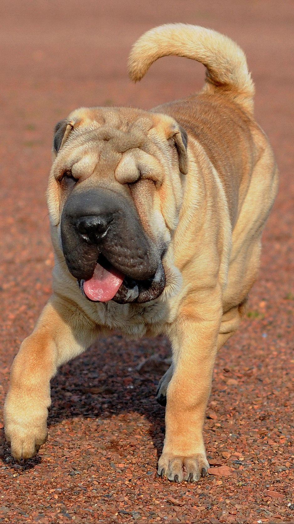 938x1668 Download Wallpaper 938x1668 Shar Pei, Dog, Walk, Protruding Tongue Iphone 8 7 6s 6 For Parallax HD Background