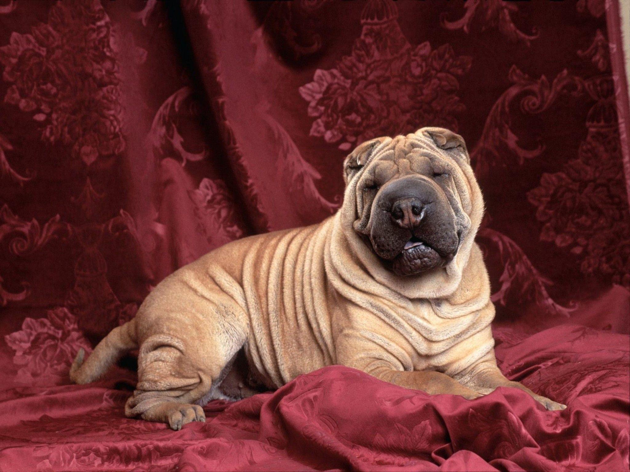 2048x1536 Chinese Shar Pei Wallpaper HD Dog Downloads