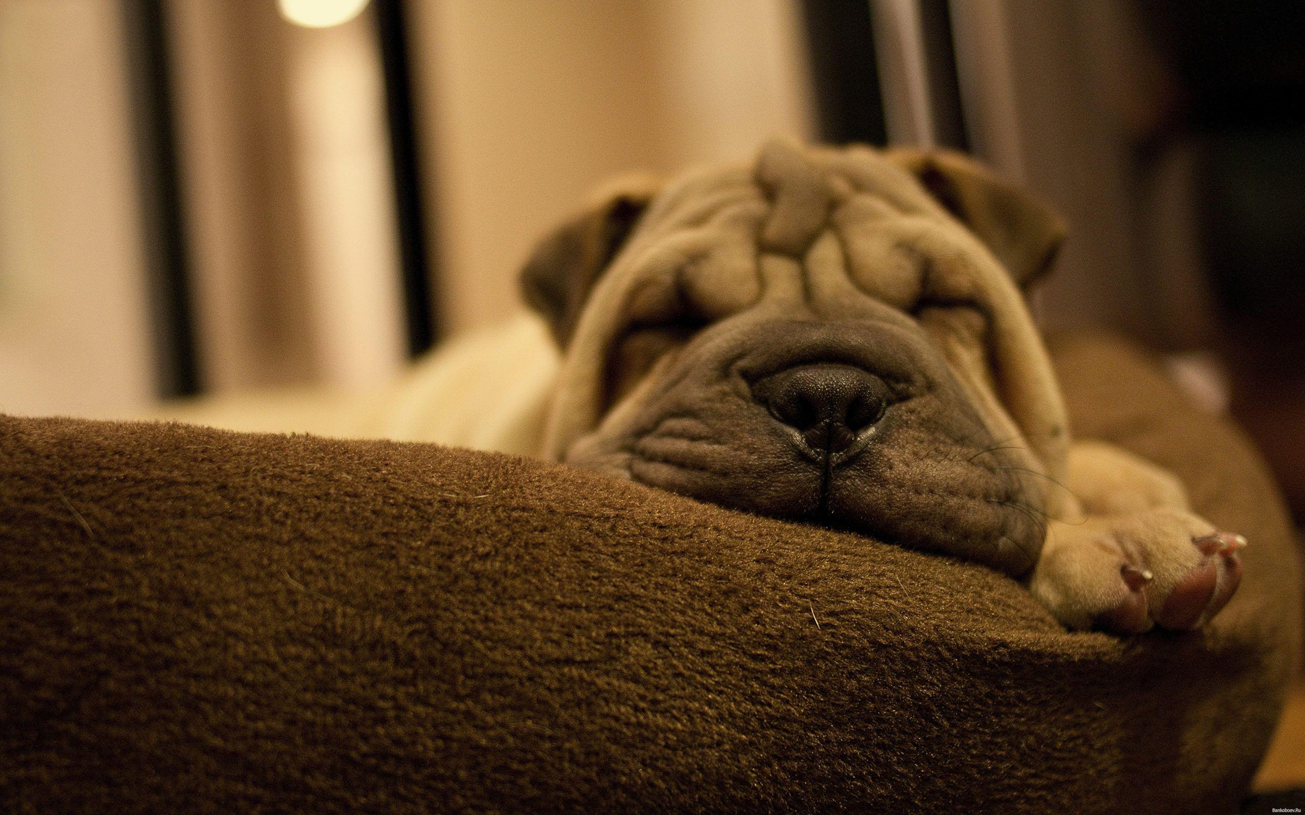 2560x1600 Shar Pei Dog Wallpaper 12 Best Free Shar Pei Dog HD Background For iPhone on. Shar pei puppies, Sleeping dogs, Shar pei dog